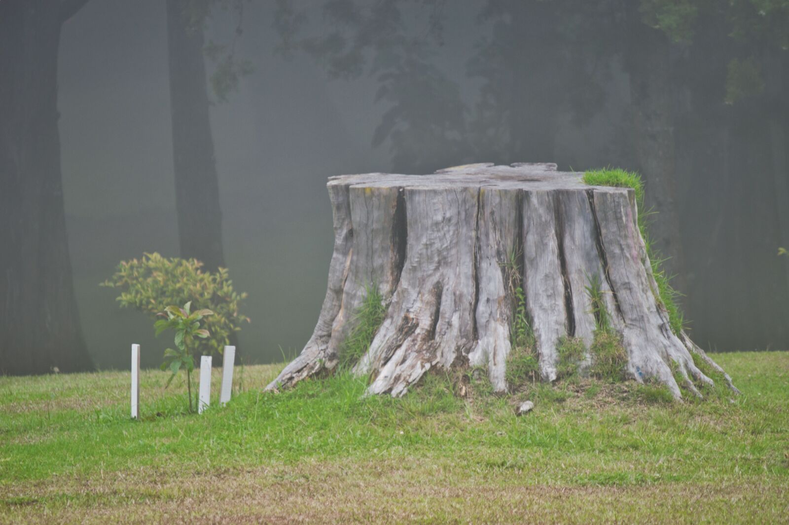 Nikon D3200 sample photo. Costa rica, trunk, tree photography