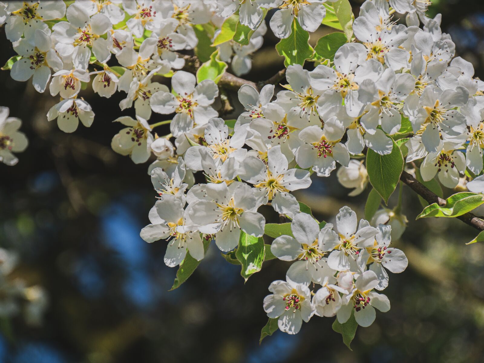 Panasonic DMC-G81 sample photo. Flowers, flowering twig, spring photography