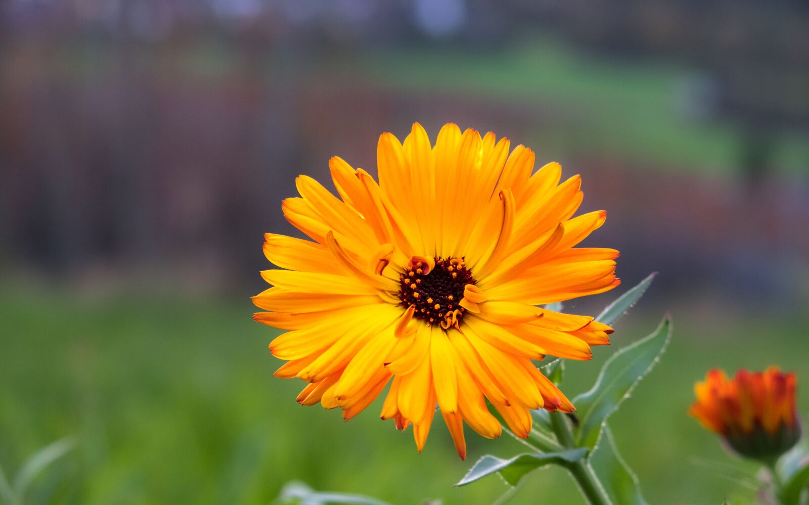 Canon PowerShot G3 X sample photo. Marigold, blossom, bloom photography