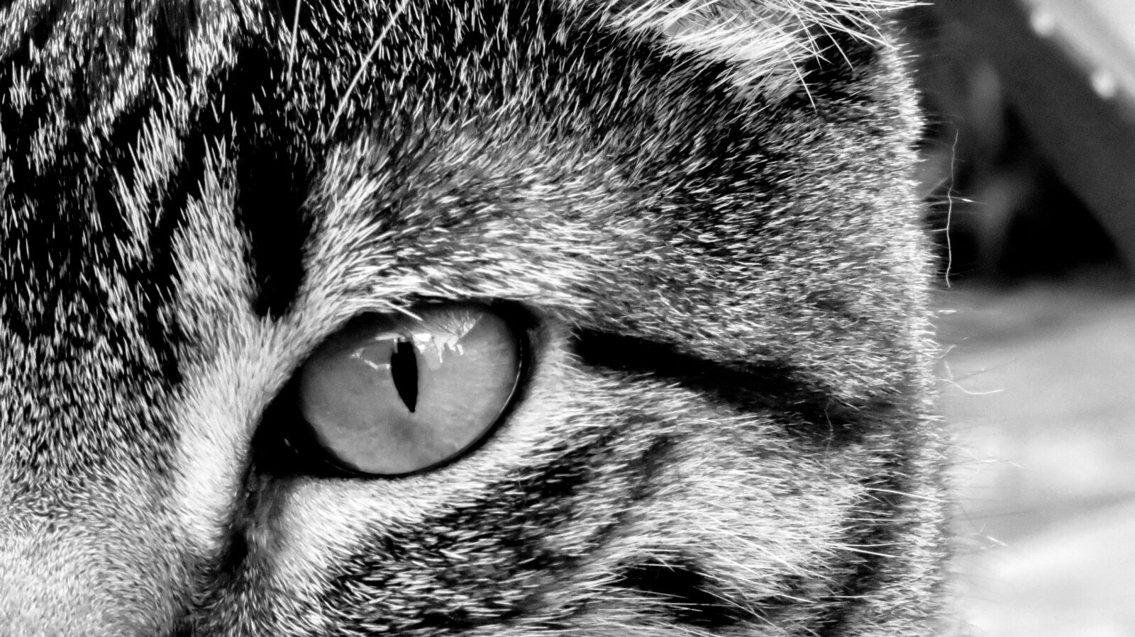 Canon PowerShot SX40 HS sample photo. Cat, eye, feline photography