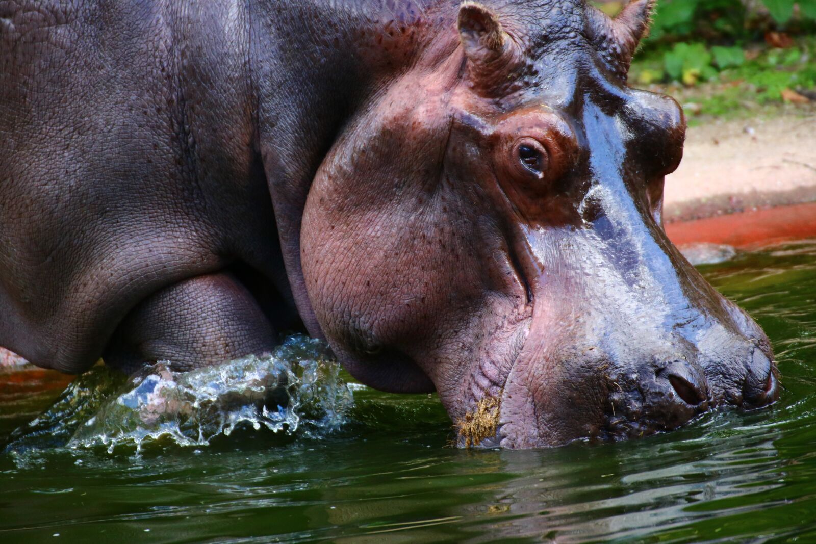 Canon EOS 750D (EOS Rebel T6i / EOS Kiss X8i) sample photo. Hippo, water, mammal photography