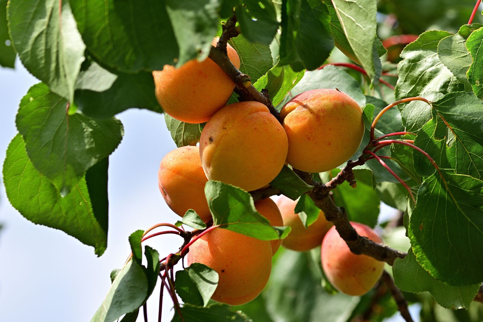 Nikon D5200 sample photo. Apricot, garden, delicious photography