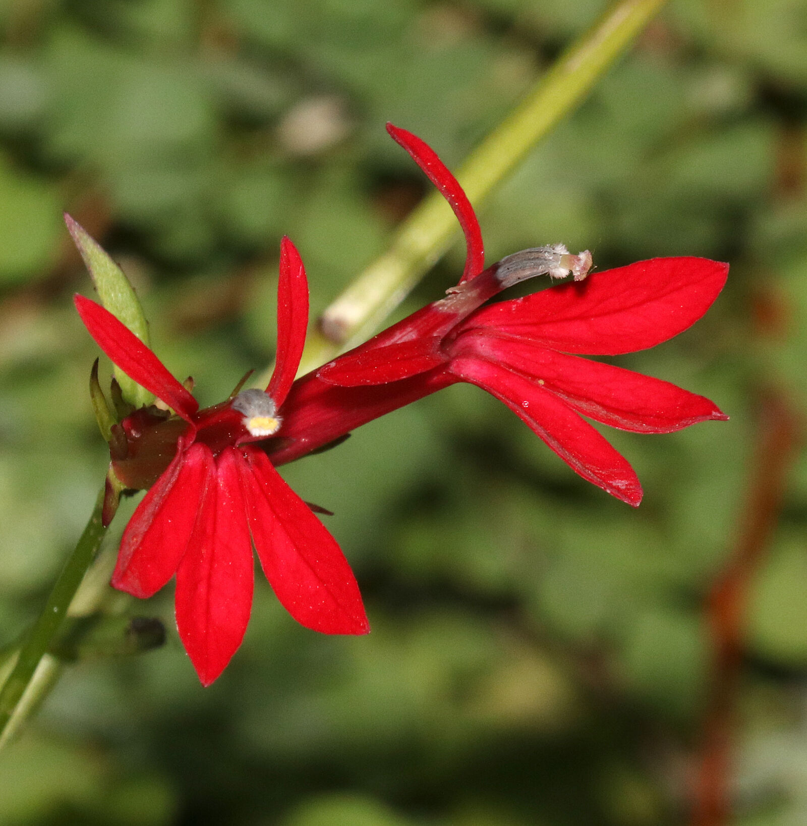 Canon EOS 750D (EOS Rebel T6i / EOS Kiss X8i) sample photo