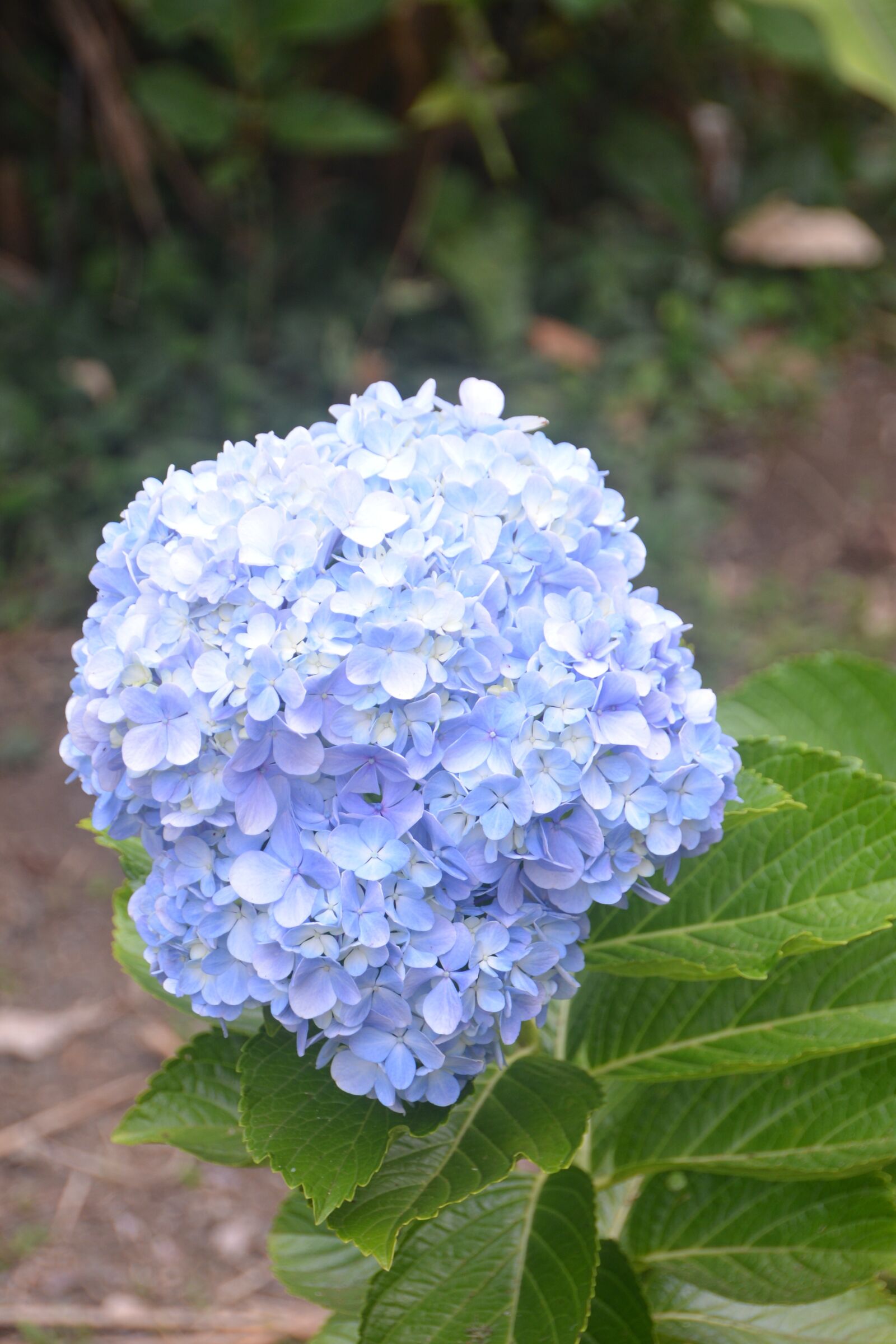 Nikon D600 sample photo. Nature, flora, leaf photography