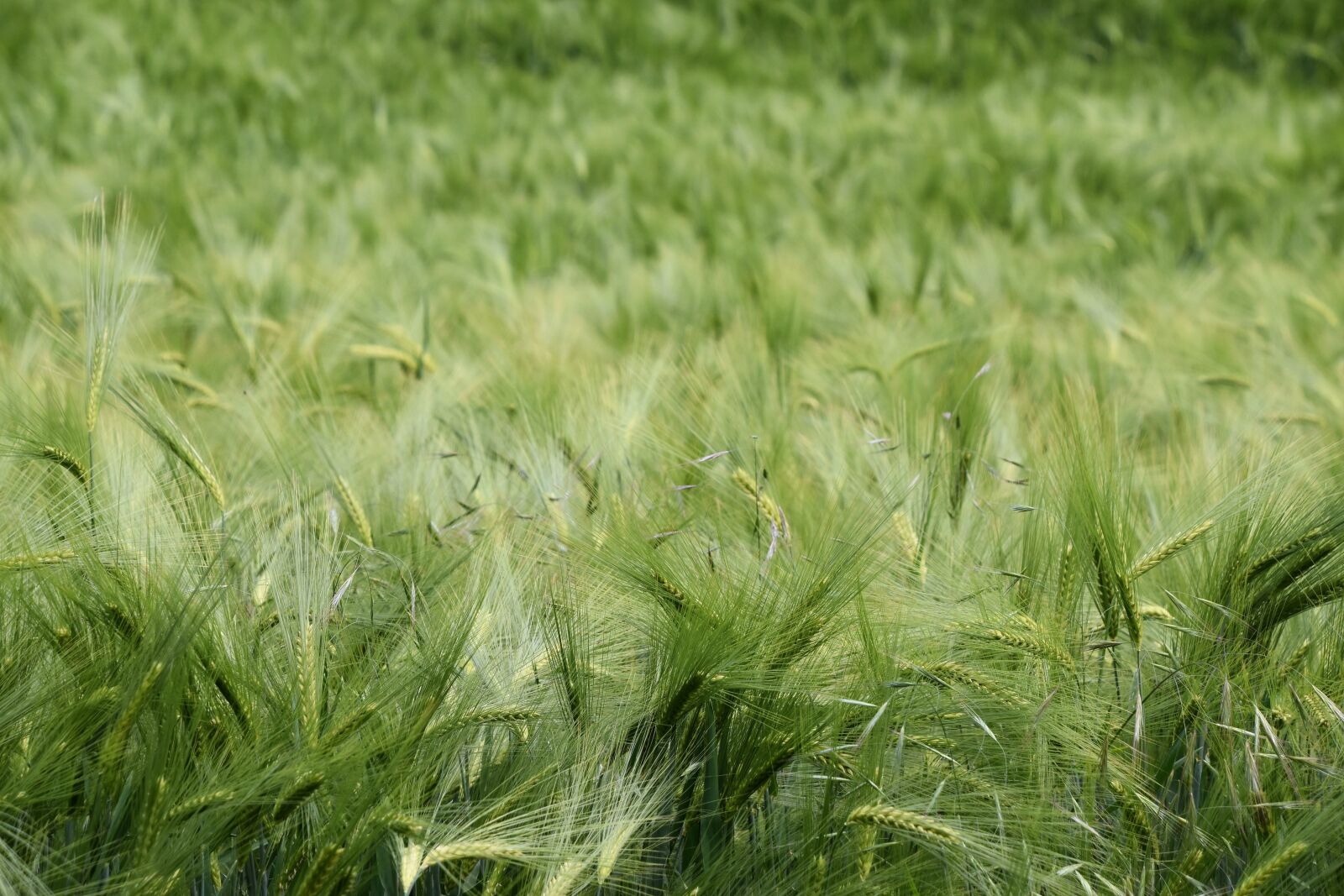 Nikon D5600 sample photo. Fields, nature, landscape photography