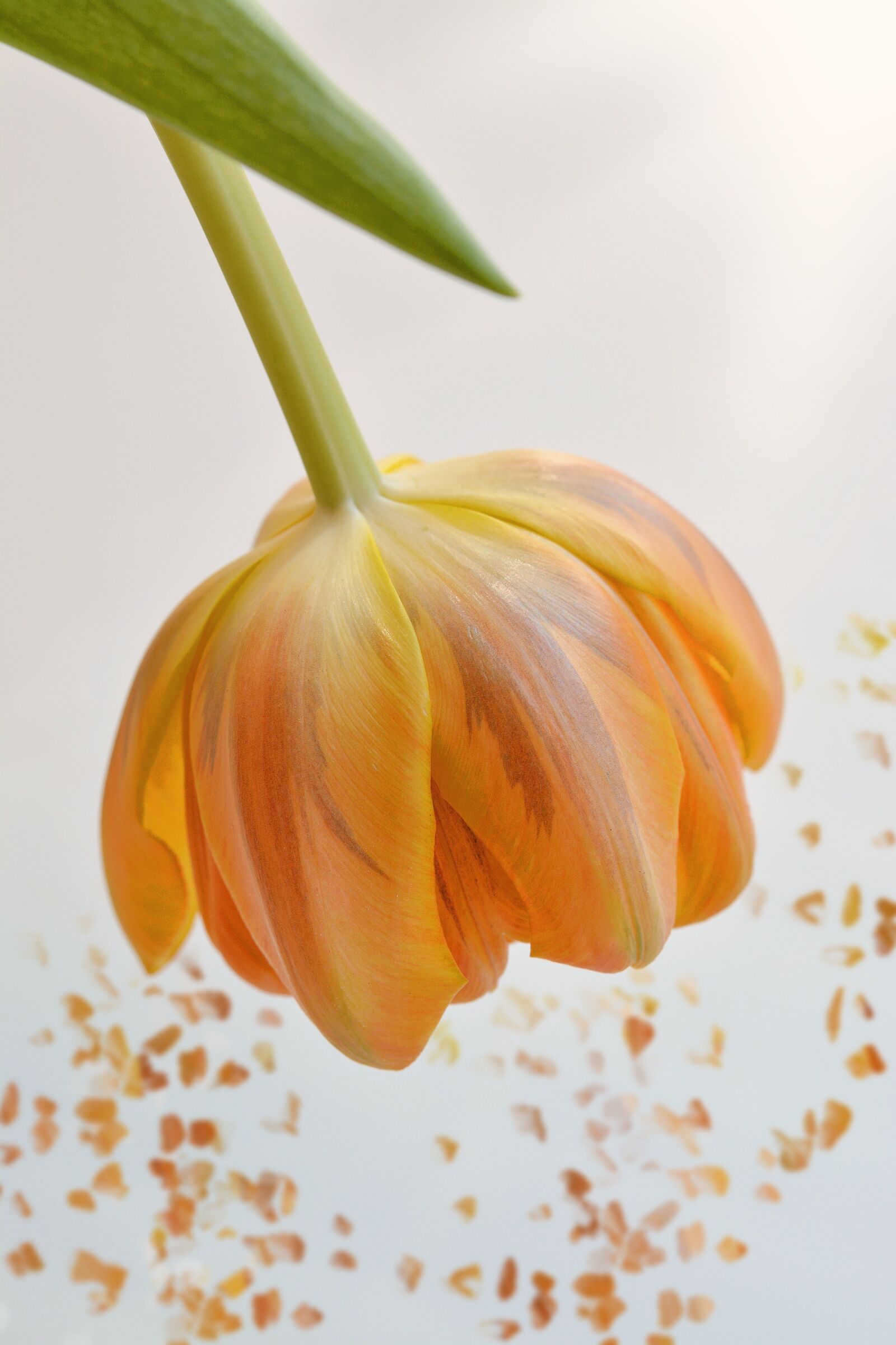 Nikon D7100 sample photo. Flower, tulip, orange photography