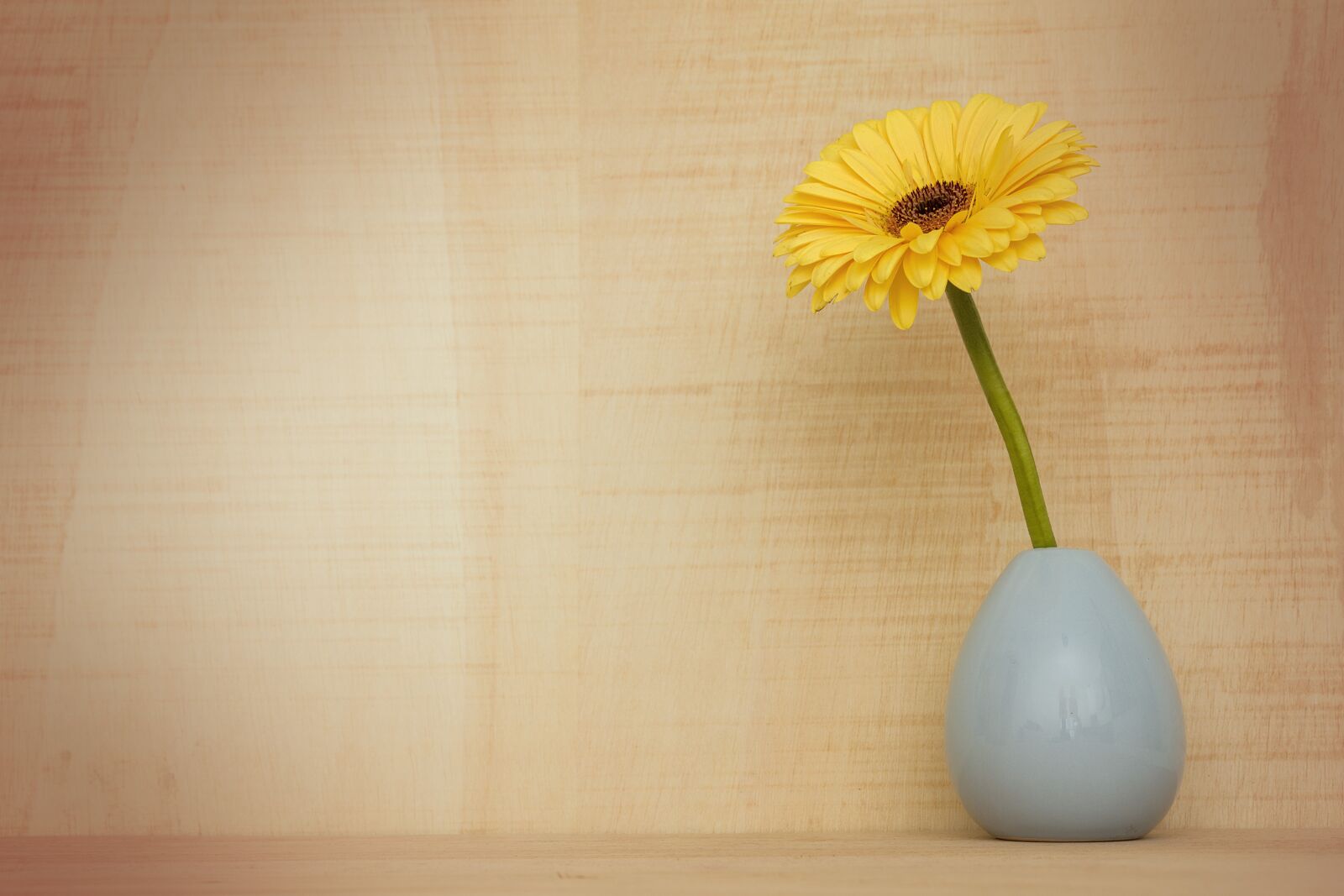 Canon EOS 7D Mark II sample photo. Gerbera flower, decoration, flora photography