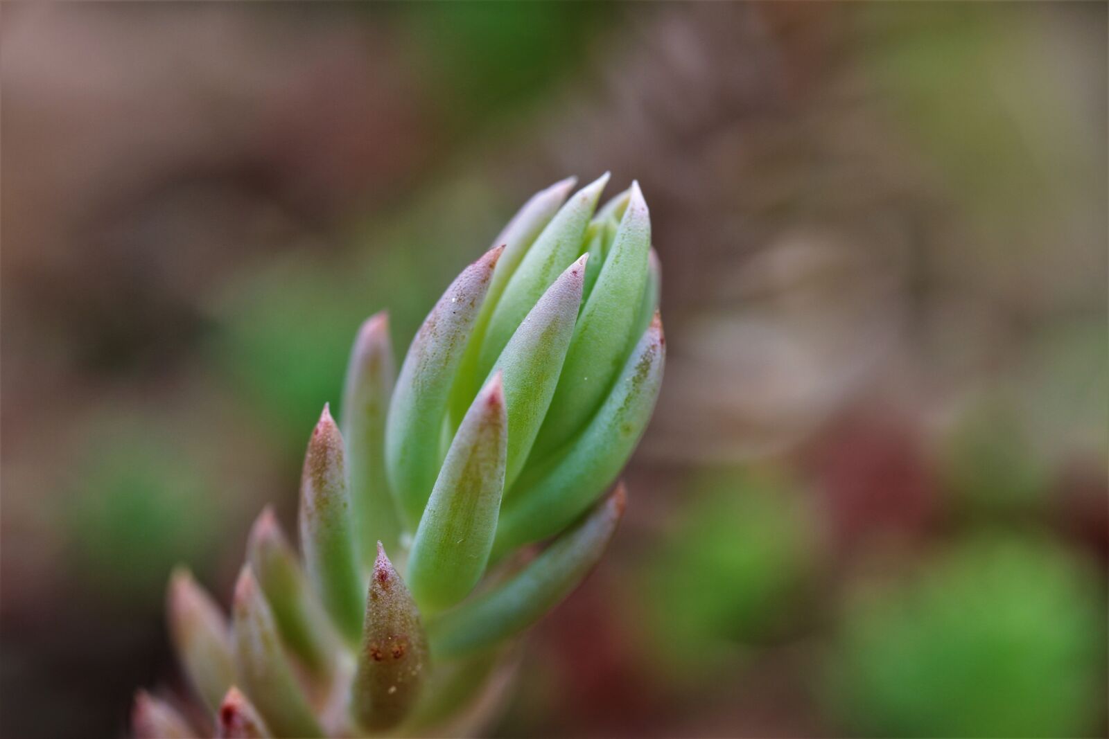 Canon EF-S 35mm F2.8 Macro IS STM sample photo. Sedum crassularia, stonecrop, plant photography
