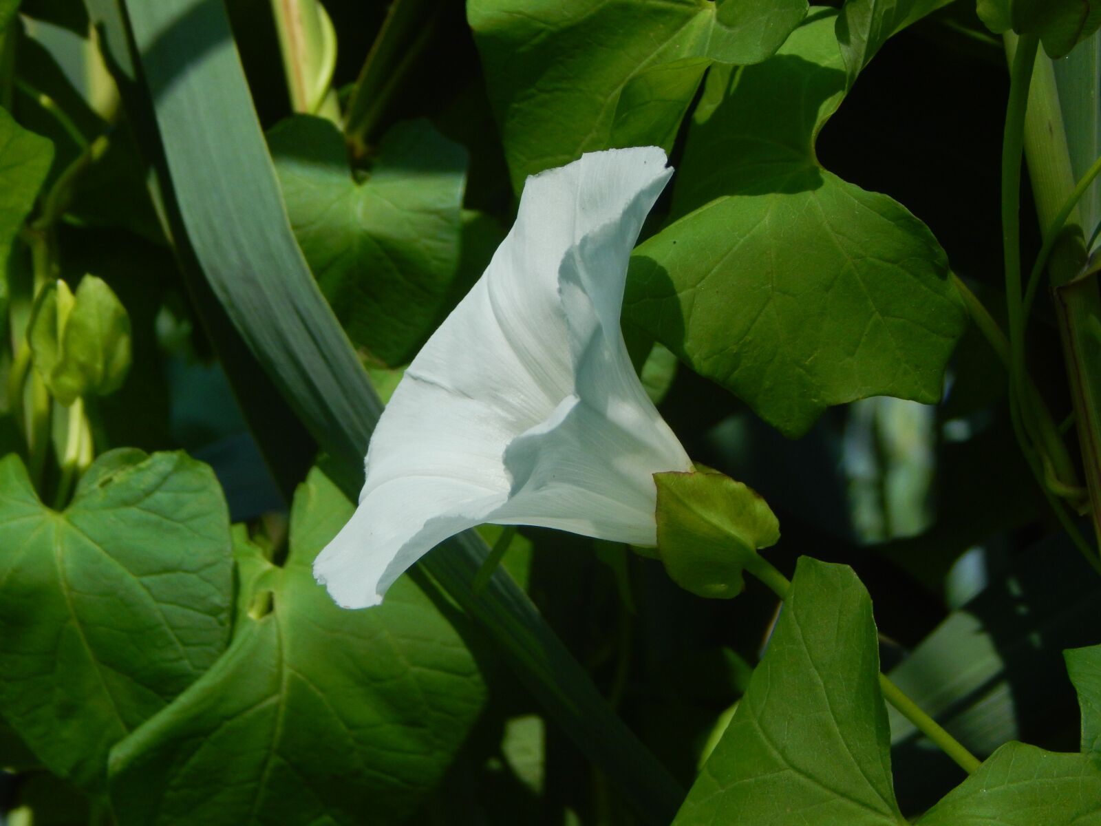 Nikon Coolpix L830 sample photo. Nature, flower, green photography