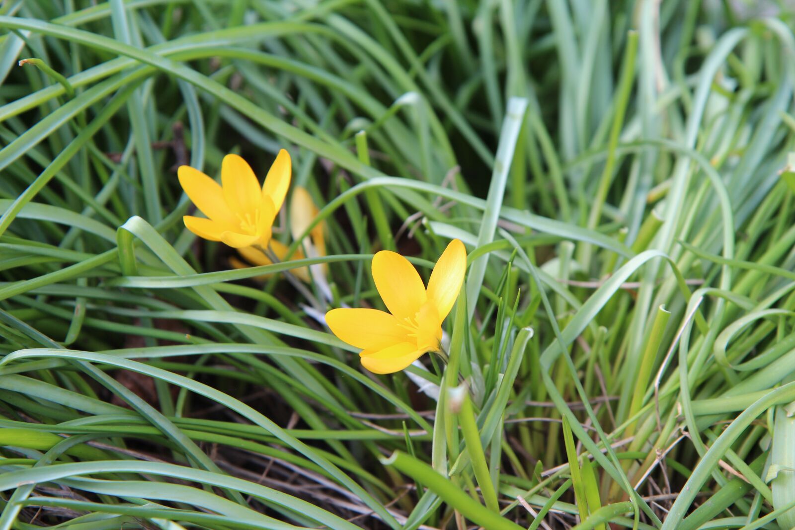 Canon EOS 600D (Rebel EOS T3i / EOS Kiss X5) sample photo. Crocus, crocus yellow, flower photography