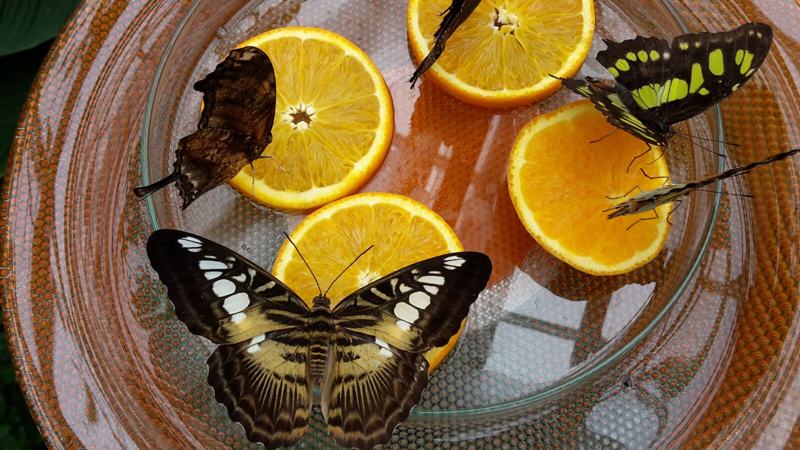 Samsung Galaxy S5 Mini sample photo. Butterflies, mainau island, butterfly photography