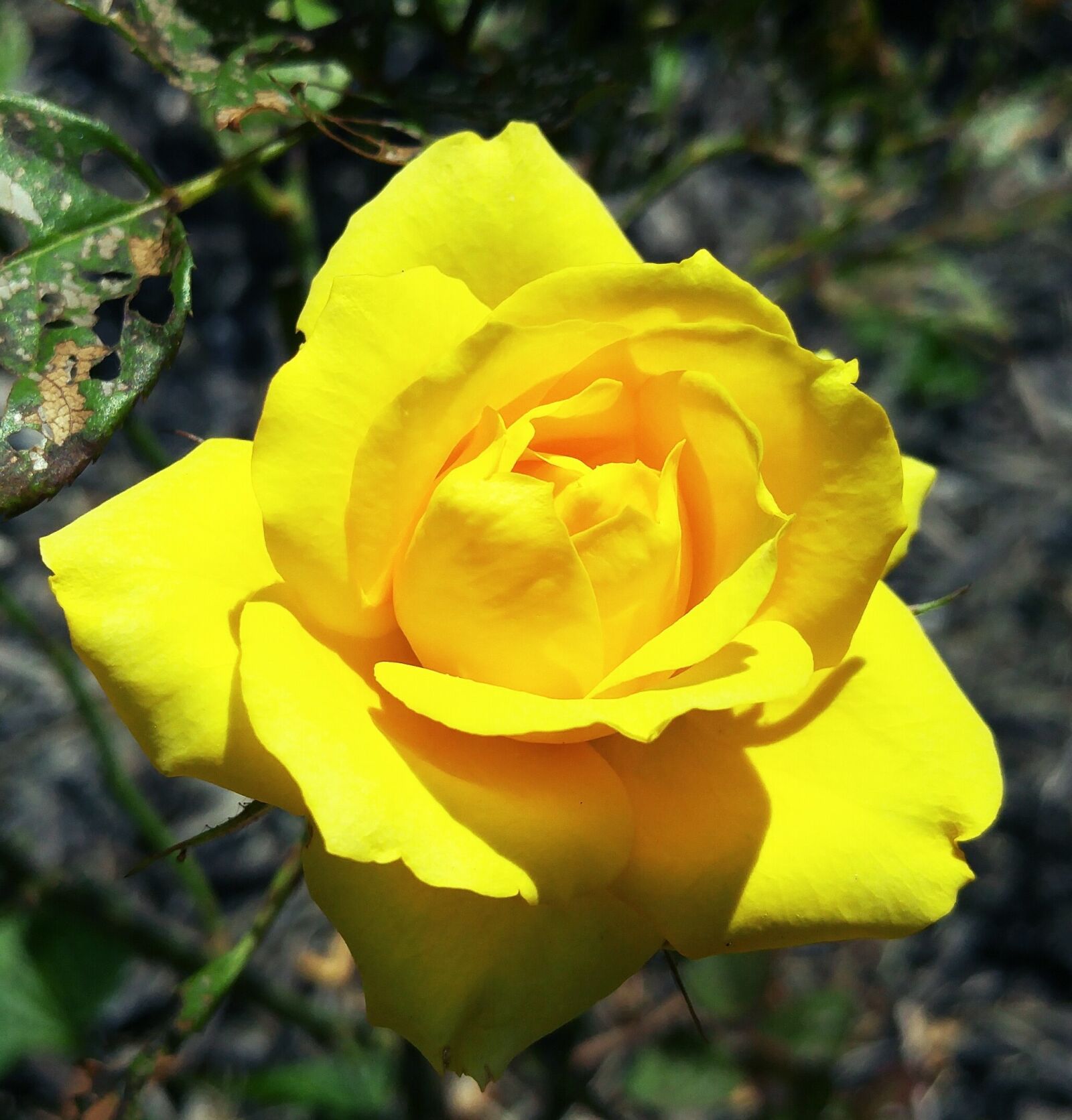 LG G4 sample photo. Yellow, mini rose, ohio photography