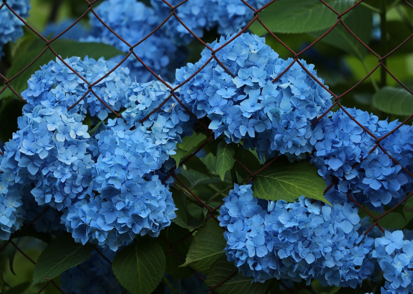 Canon EF 70-300 F4-5.6 IS II USM sample photo. Blue hydrangea, fence, blooming photography
