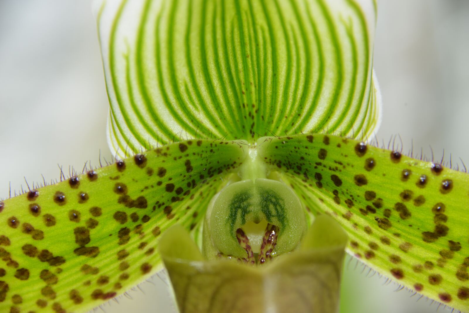Nikon D800 sample photo. Orchid, flower, macro photography