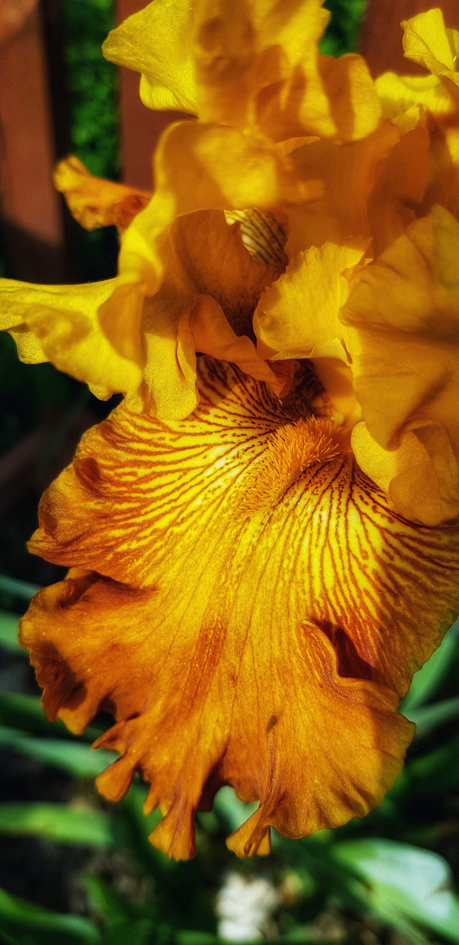 Samsung Galaxy S8 sample photo. Kosatce, yellow iris, flowers photography