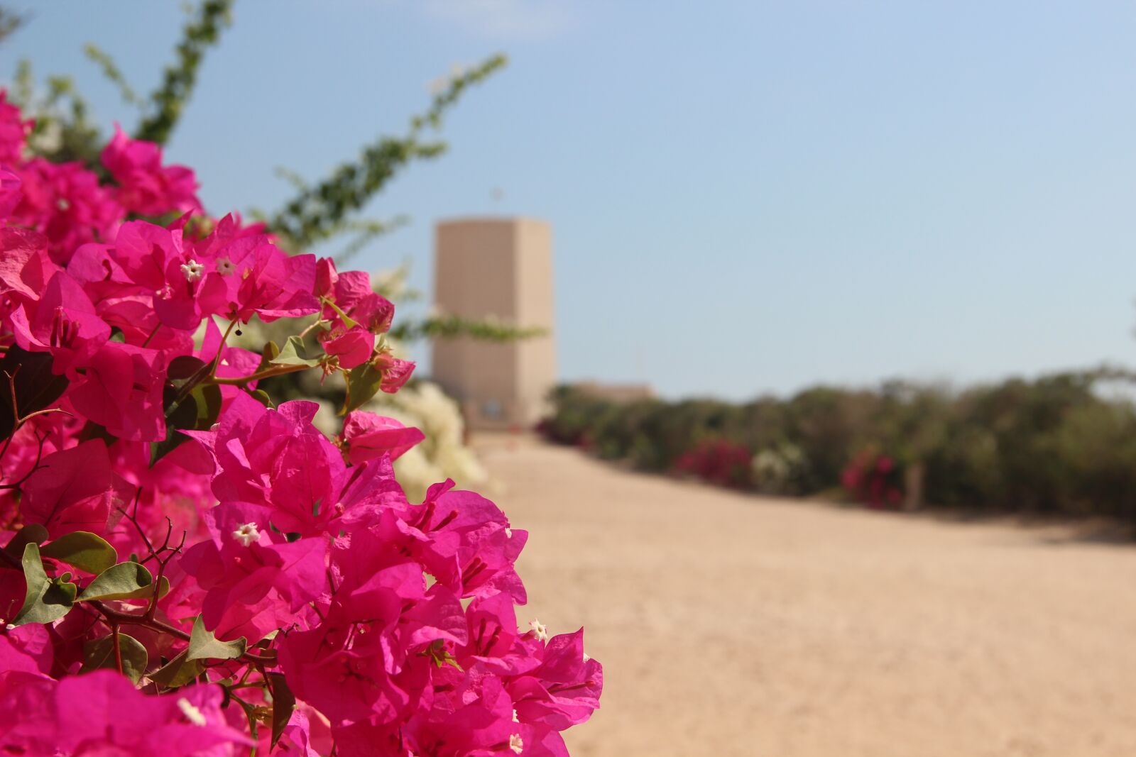 Canon EOS 600D (Rebel EOS T3i / EOS Kiss X5) sample photo. Flowers, desert, bloom photography