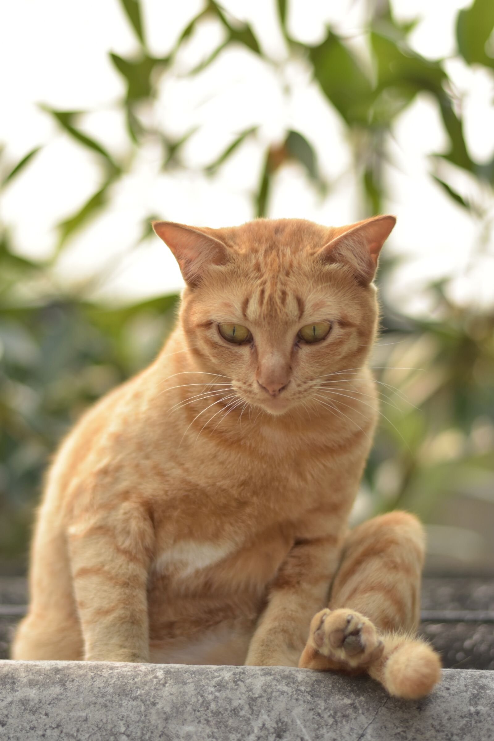 Nikon D3400 sample photo. Orange cat sitting by photography