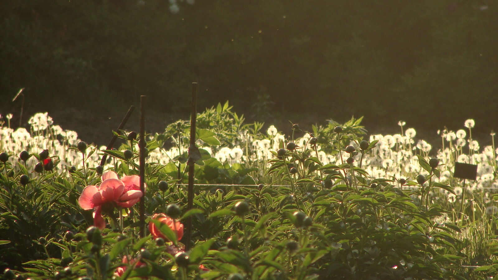 Sony Cyber-shot DSC-H10 sample photo. Beauty, dandelion, evening, flowers photography