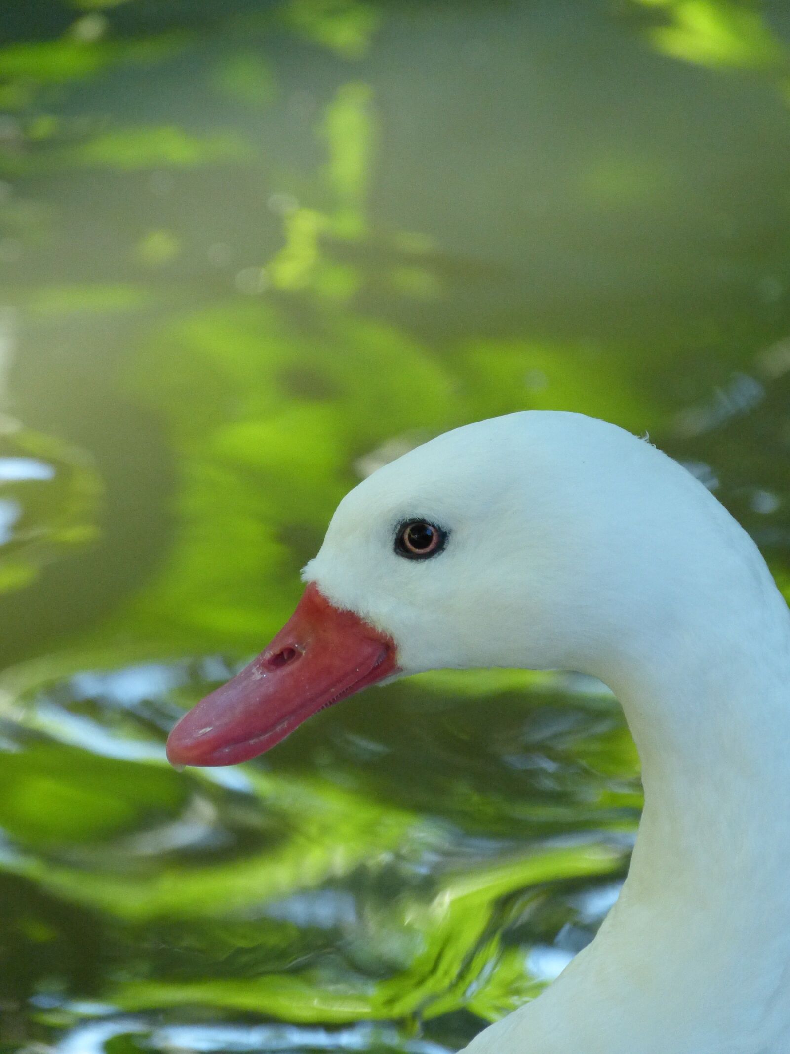 Panasonic Lumix DMC-FZ150 sample photo. Duck, duckling, pond photography
