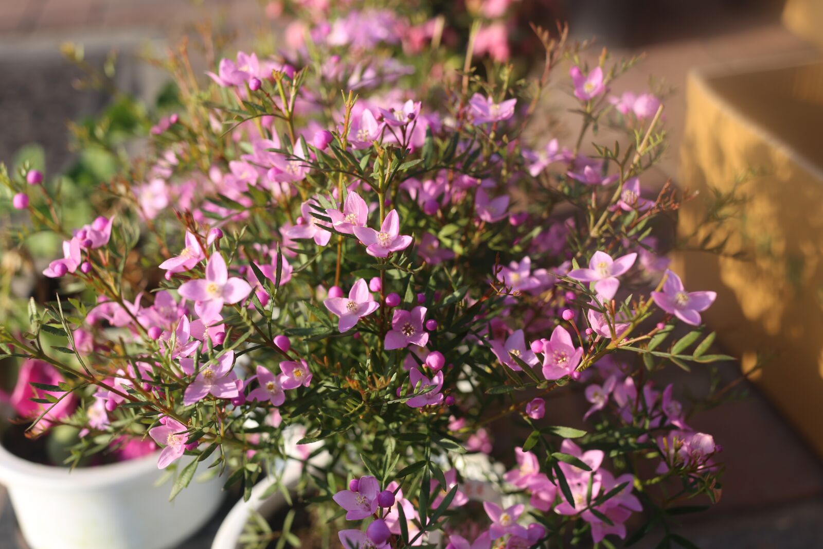 Canon EF 40mm F2.8 STM sample photo. Flower, nature, flora photography