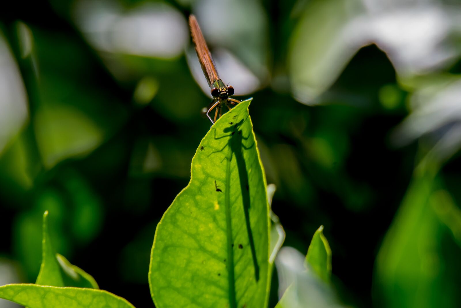 Tamron SP 150-600mm F5-6.3 Di VC USD sample photo. Dragonfly, insect, insects photography
