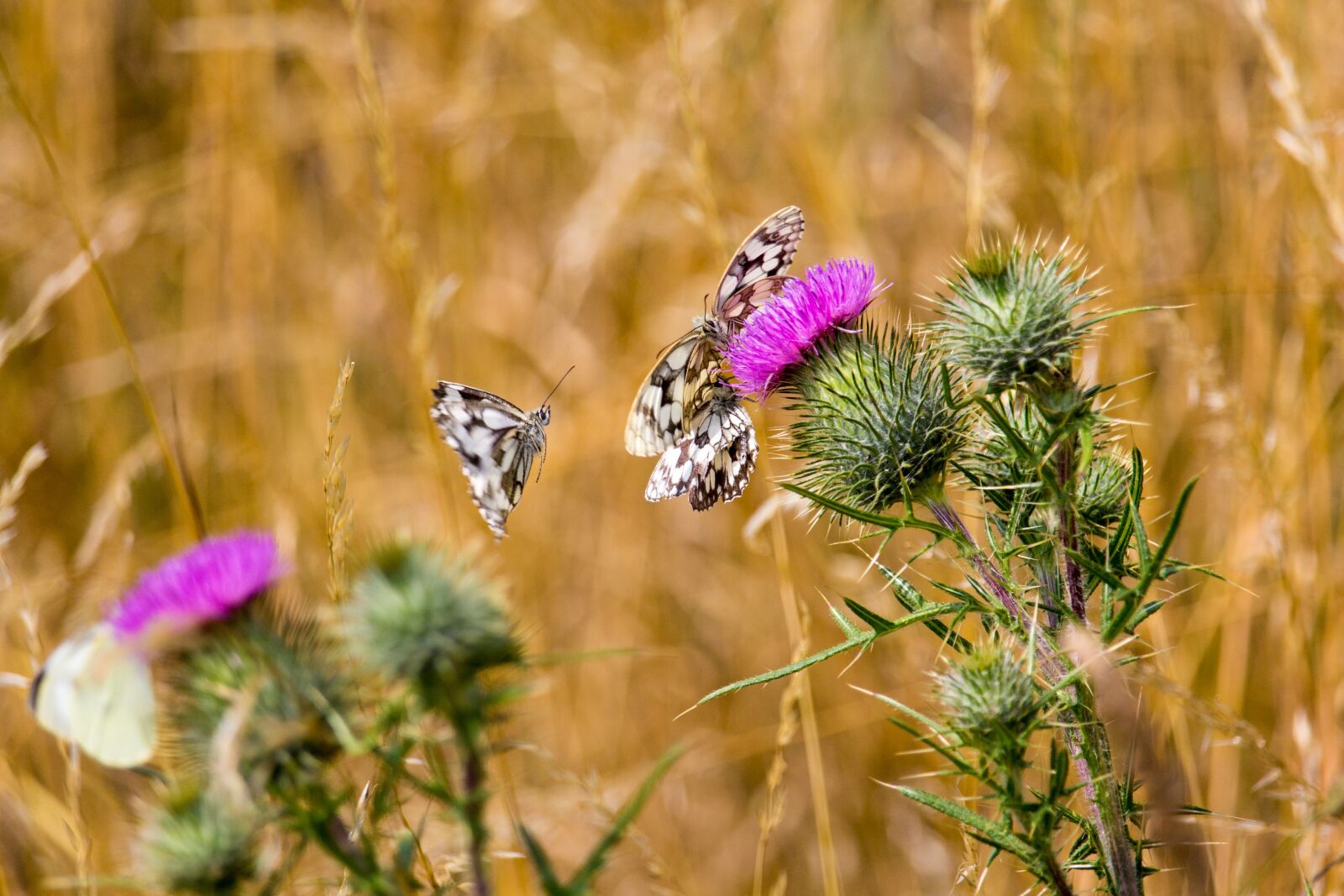 Canon EOS 60D + Canon EF-S 55-250mm F4-5.6 IS STM sample photo. Butterfly, insect, white photography