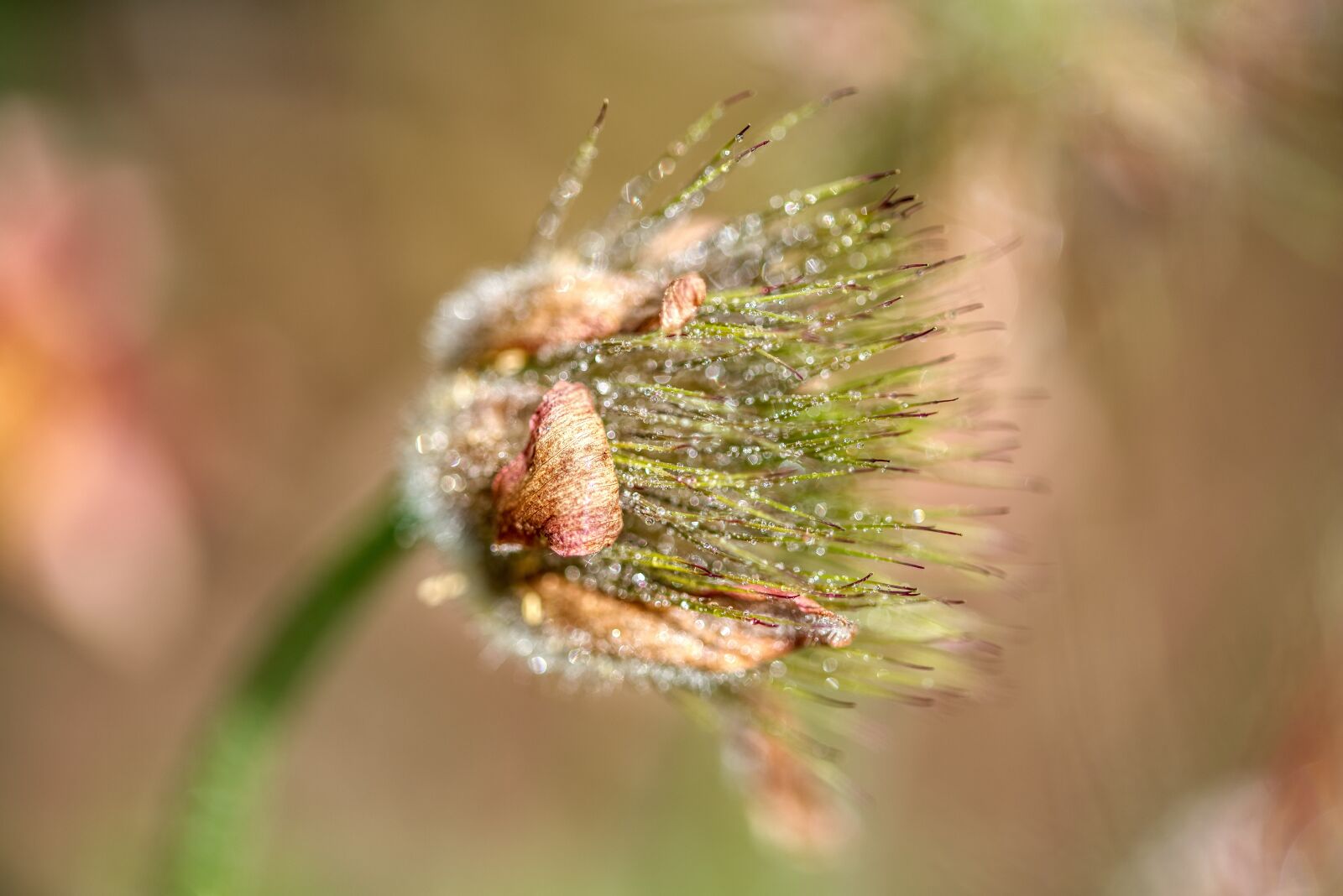 Nikon D750 sample photo. Faded, pasqueflower, droplets photography