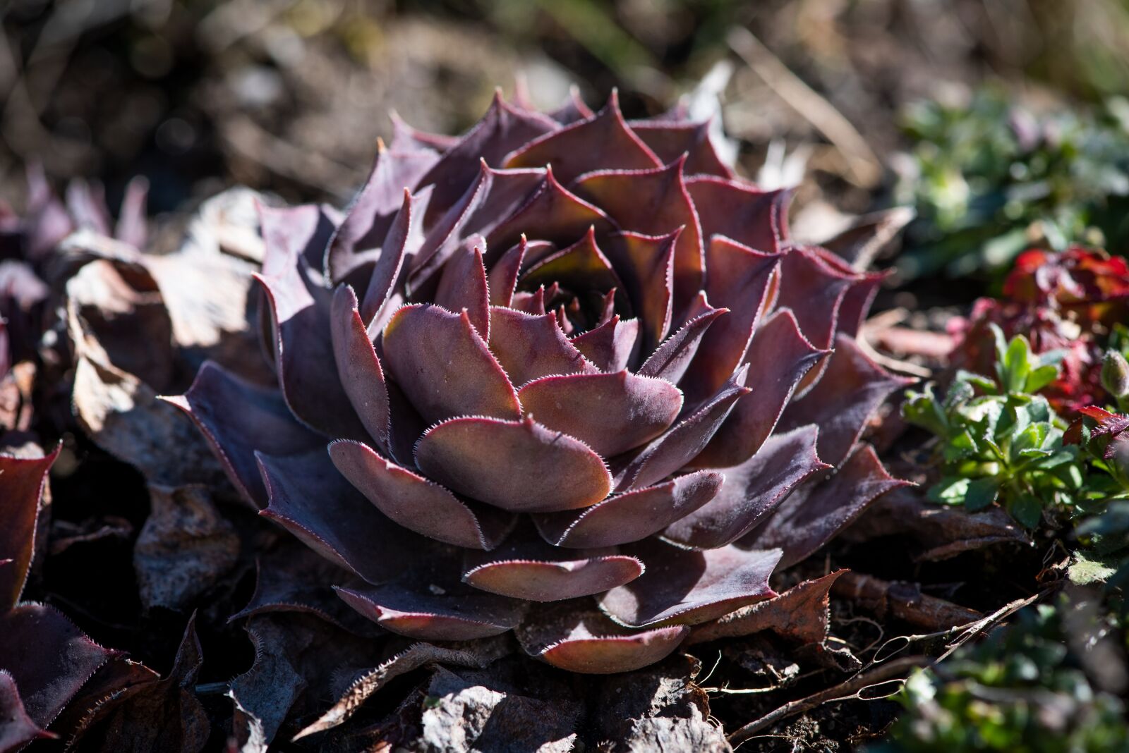 Nikon D750 sample photo. Plant, nature, stone garden photography