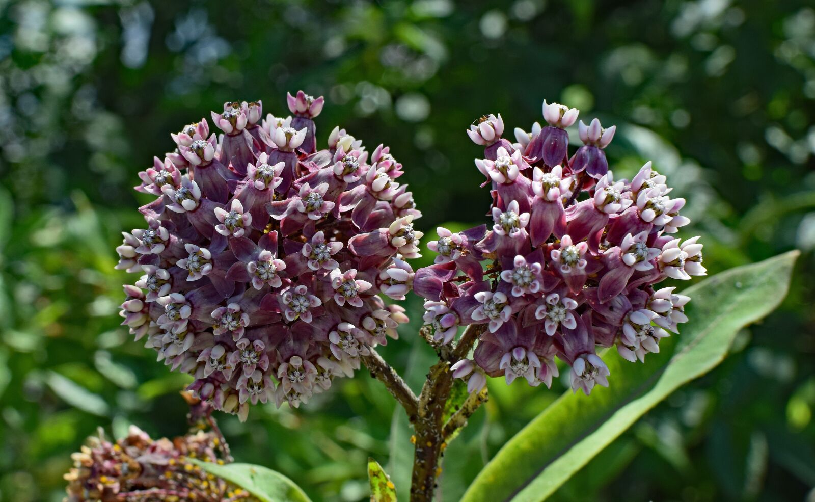 Nikon D3300 sample photo. Milkweed, flower, blossom photography