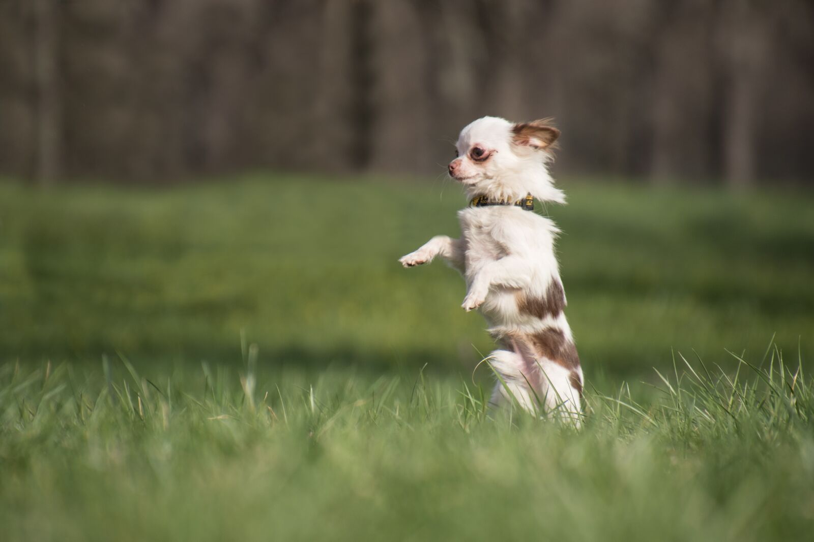 Nikon D5600 sample photo. Chiwawa, dog, small photography