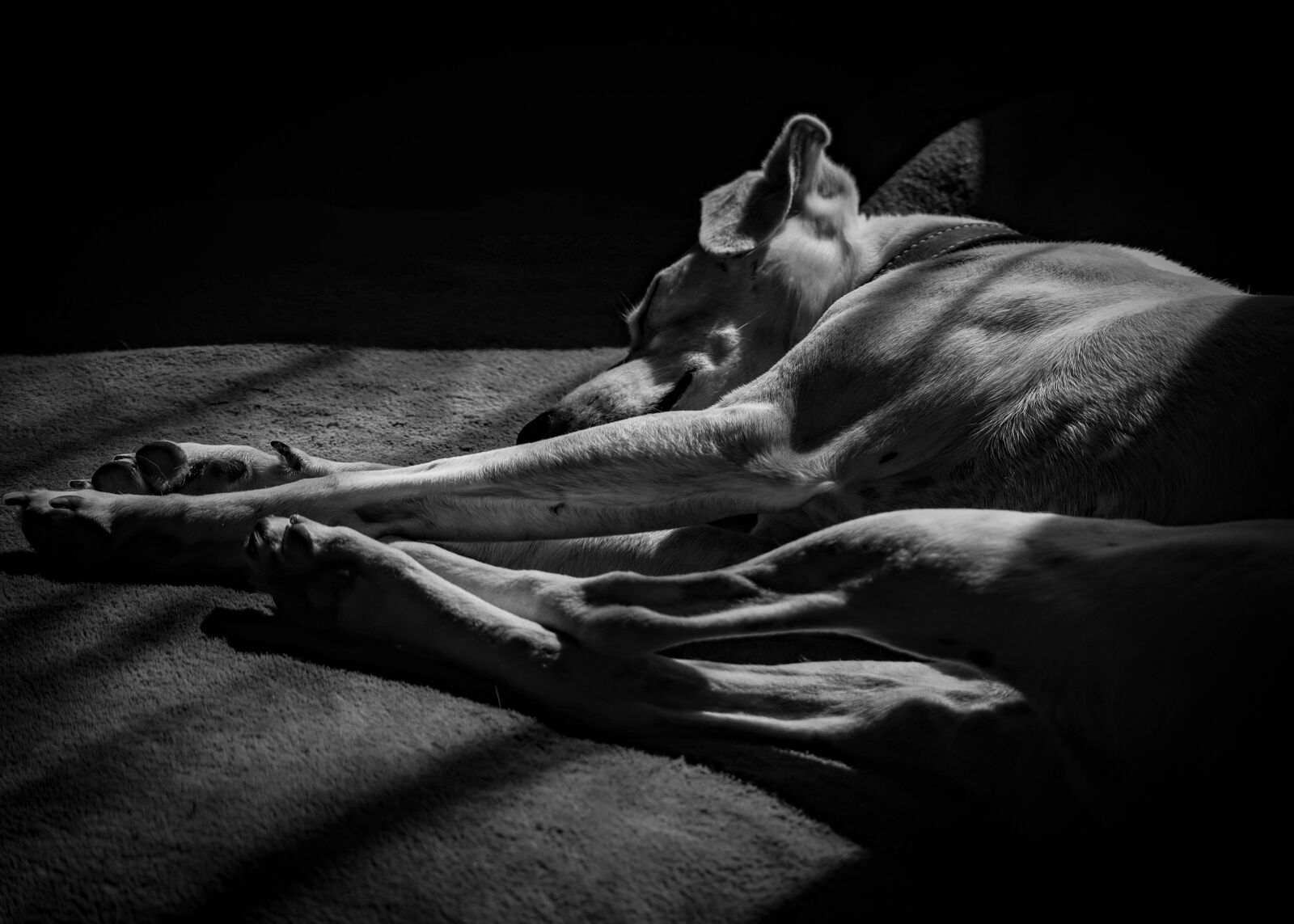 Canon EOS M50 (EOS Kiss M) sample photo. Dog, puppy, pet photography