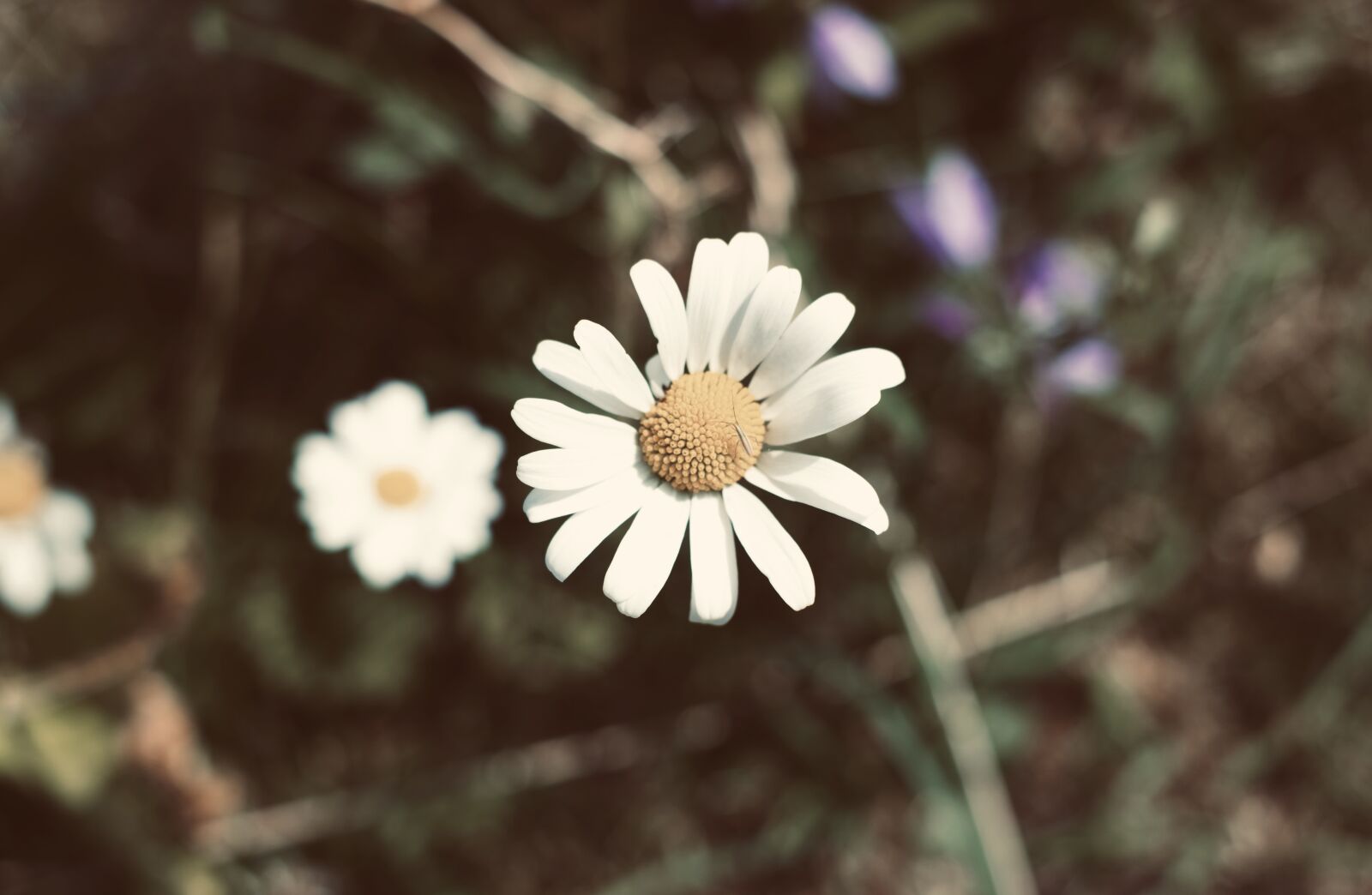 Fujifilm XF 35mm F1.4 R sample photo. Flower, summer, nature photography