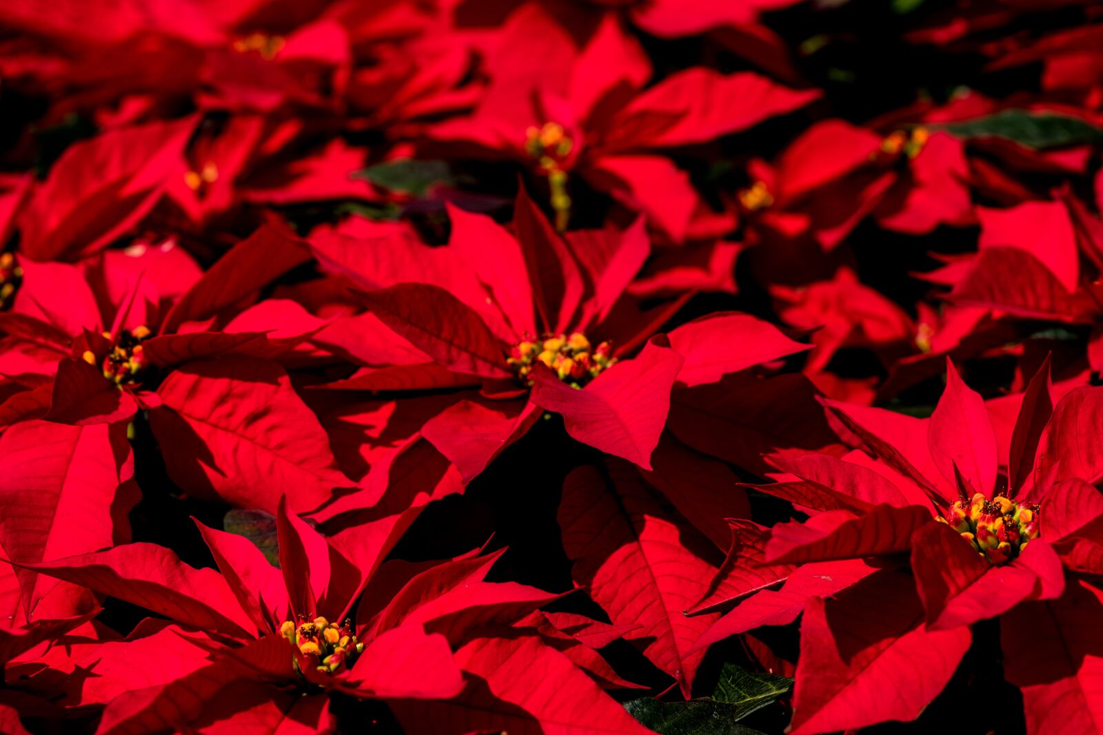 Sony a7 II + Sony FE 90mm F2.8 Macro G OSS sample photo. Poinsettia, christmas, contrast photography