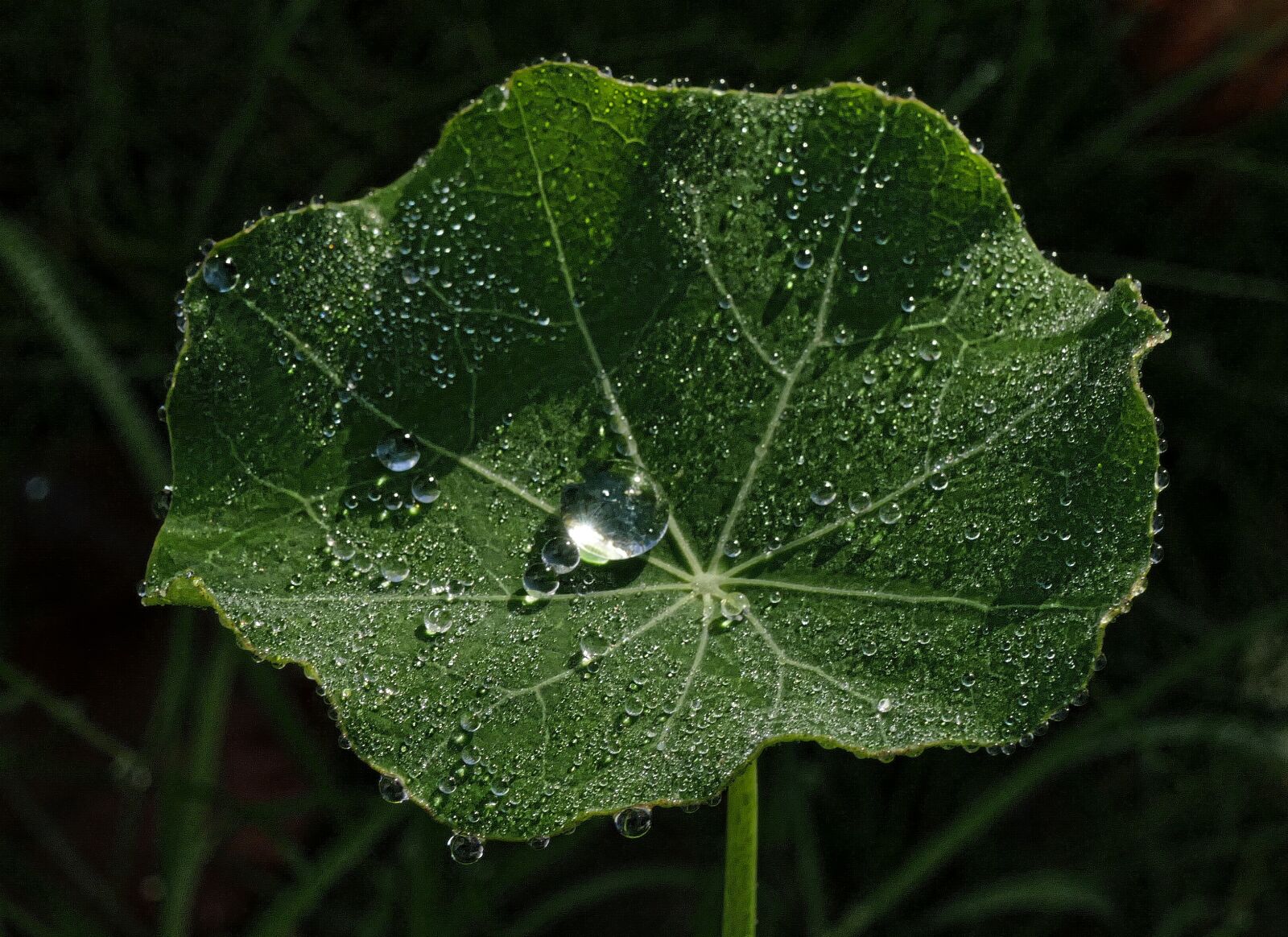 Panasonic Lumix DMC-FZ1000 sample photo. Leaf, drop of water photography