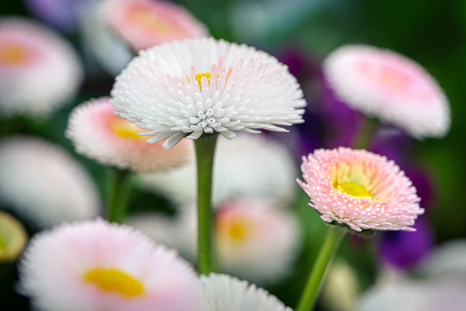 Panasonic Lumix DMC-GX8 sample photo. Flower, blossom, bloom photography