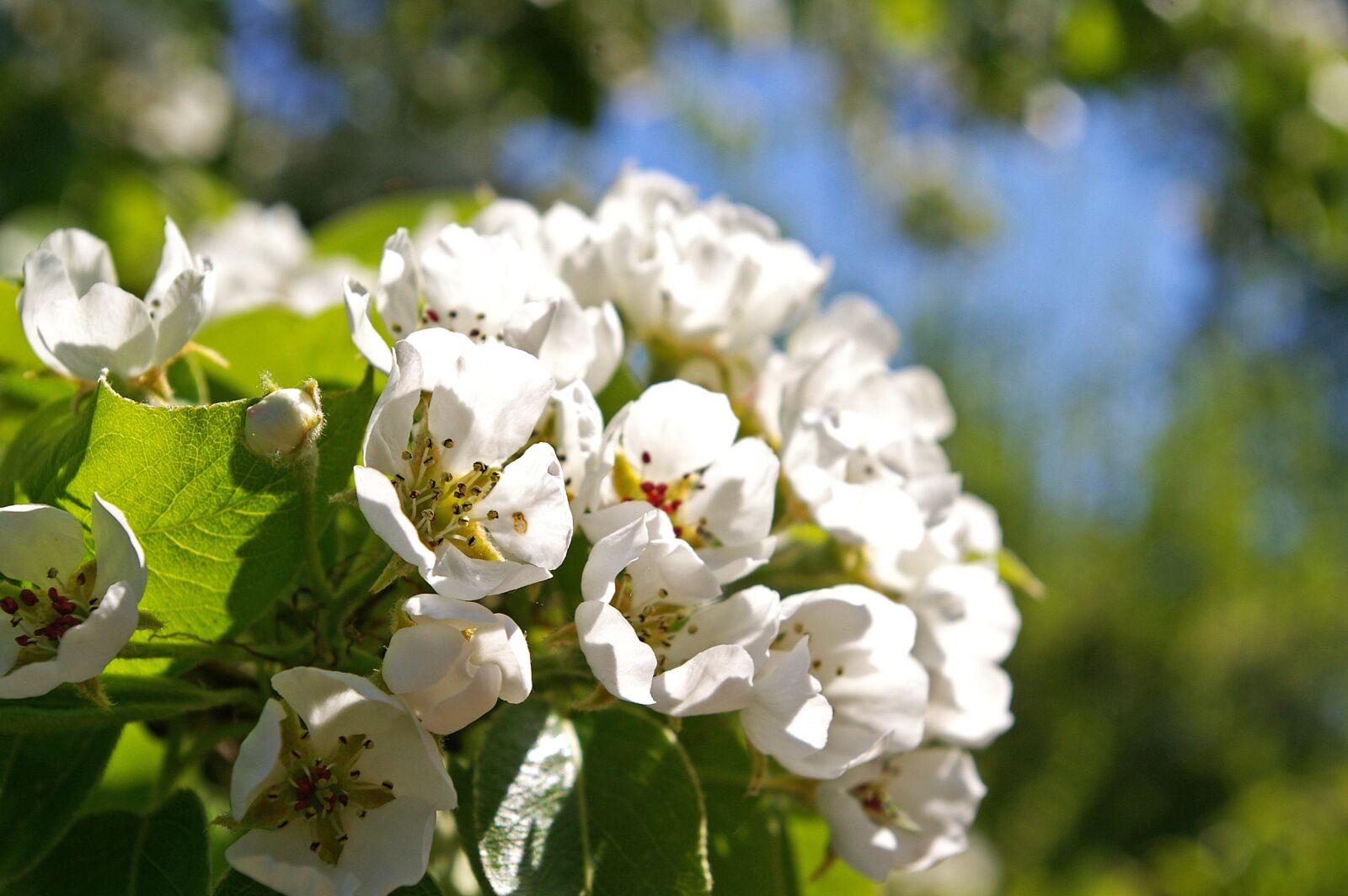 Pentax *ist DL2 sample photo. Spring, petals, tree photography