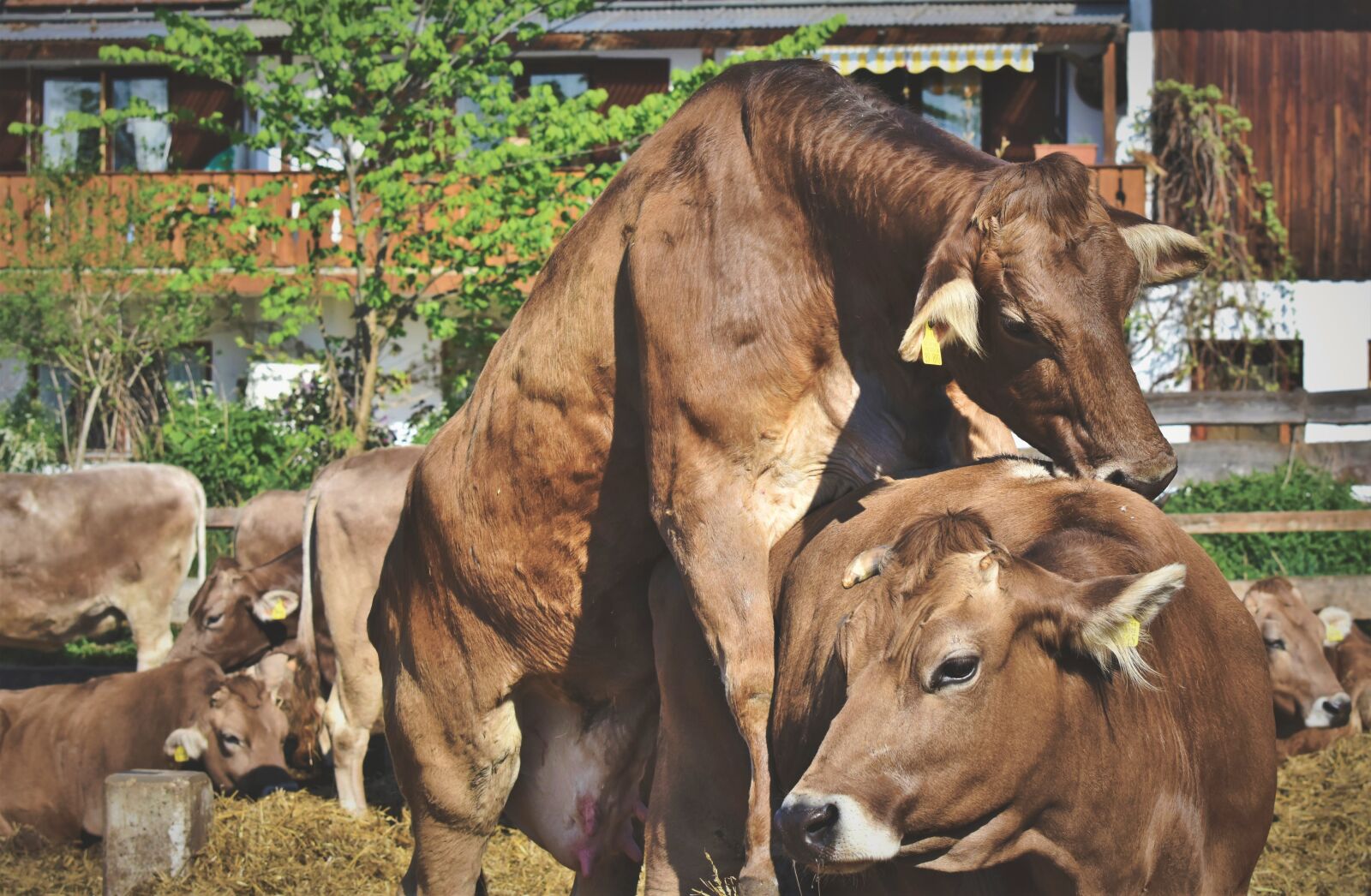 Nikon D7200 sample photo. Cow, milk cow, beef photography