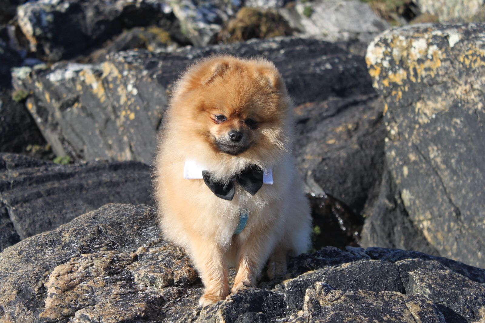 Canon EOS 500D (EOS Rebel T1i / EOS Kiss X3) sample photo. Spitz miniature, pet, doggy photography
