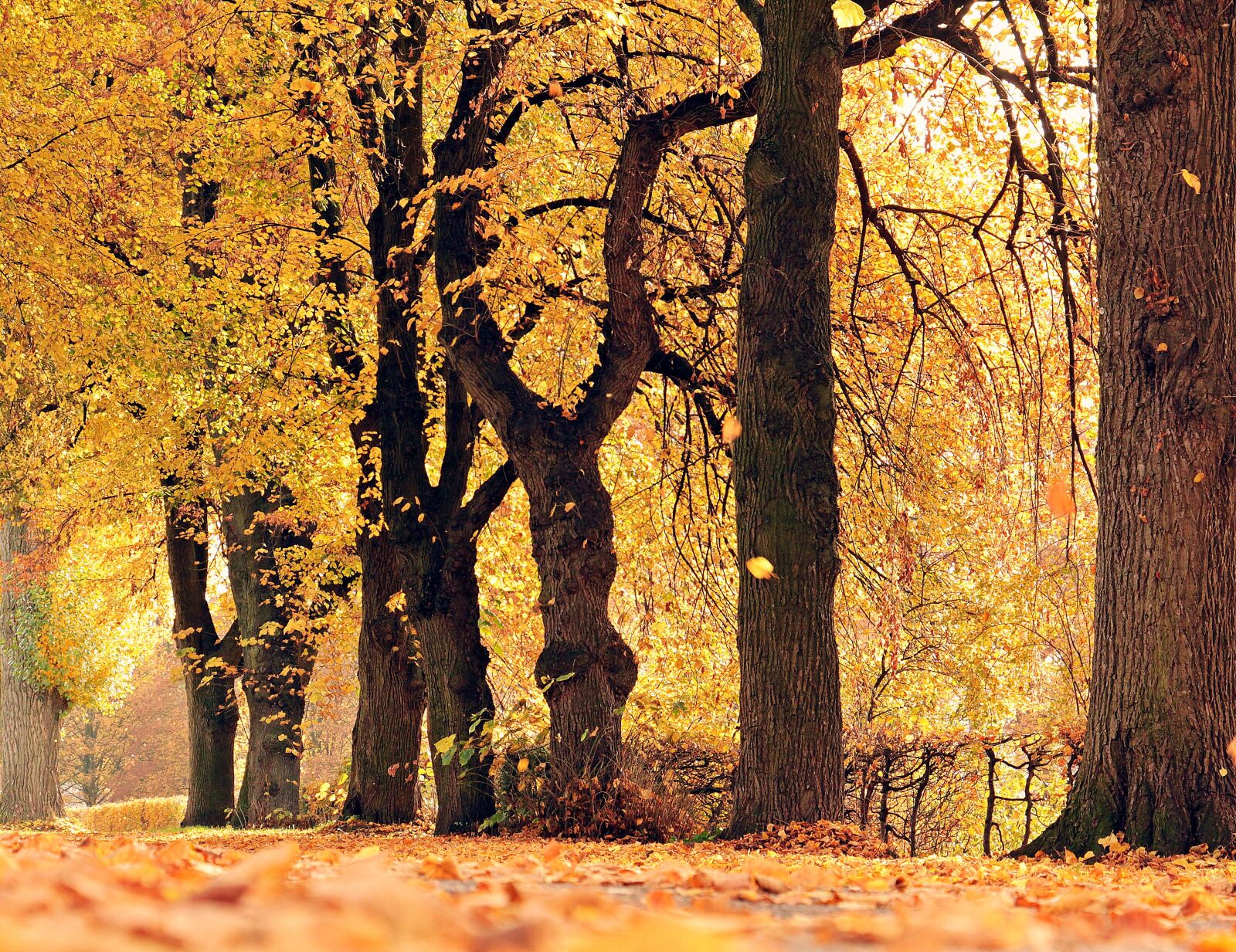 Canon EOS 550D (EOS Rebel T2i / EOS Kiss X4) sample photo. Trees, avenue, autumn photography