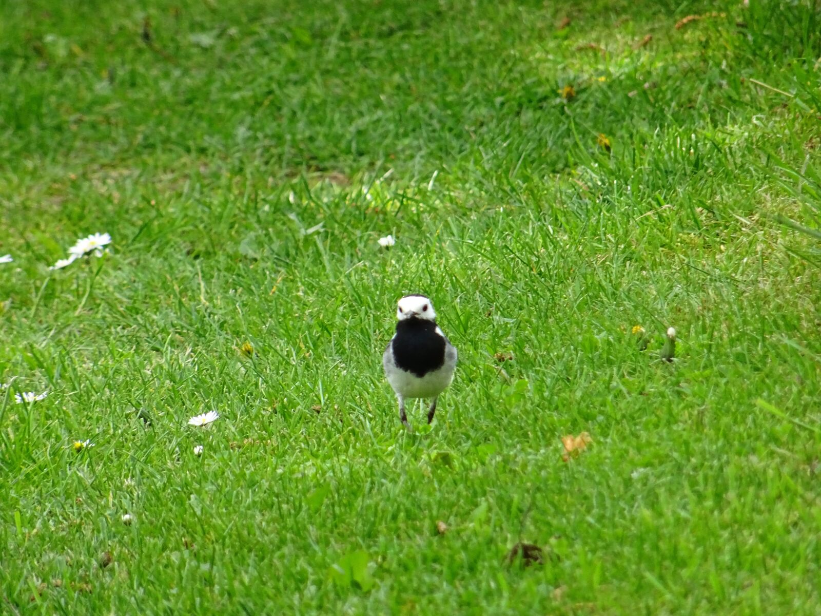 Sony DSC-HX60 sample photo. White wagtail, garden bird photography