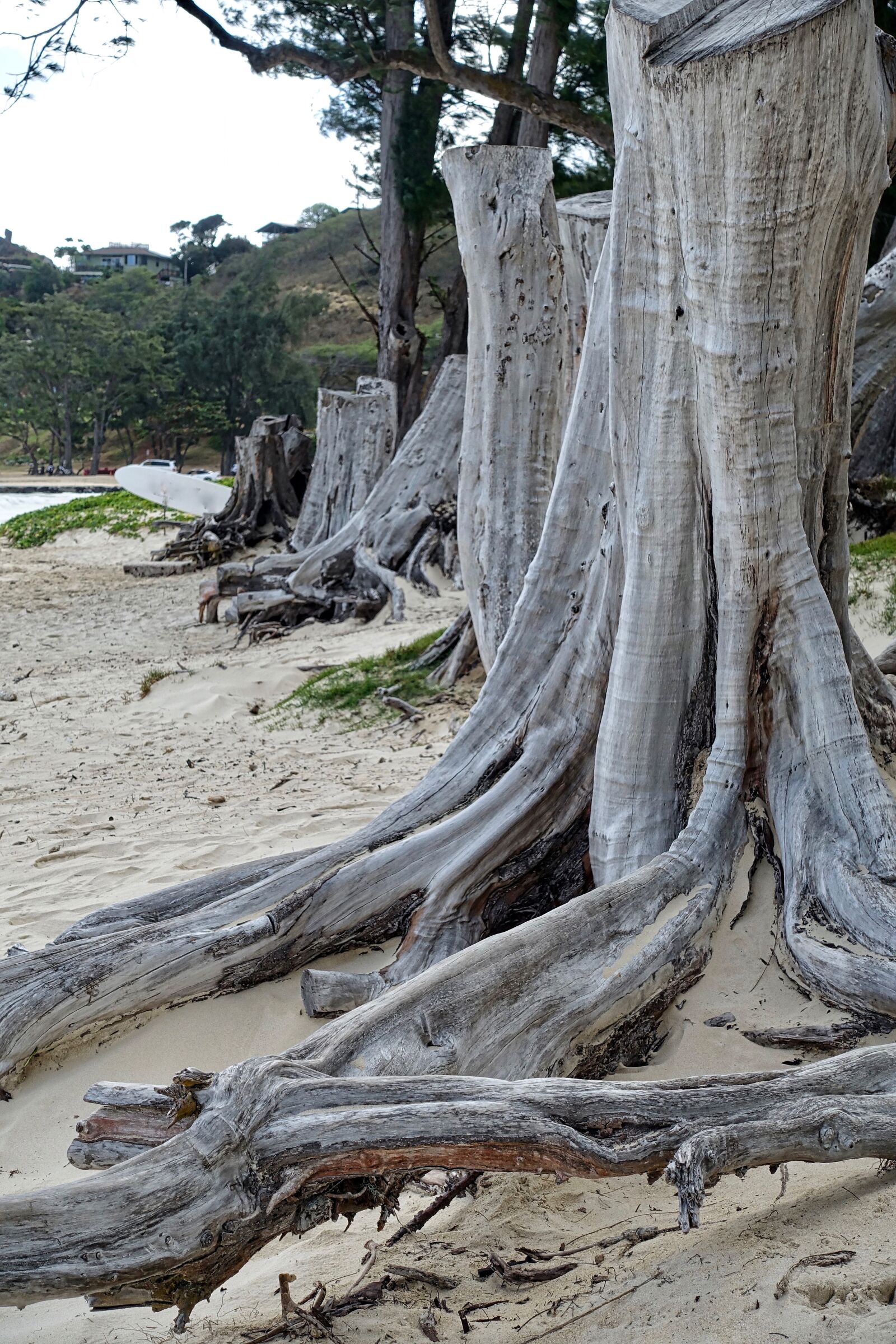 Sony Cyber-shot DSC-RX100 III sample photo. Trunk, roots, bare photography