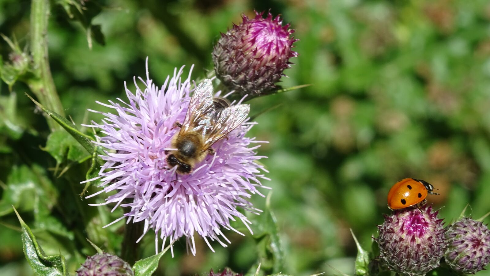 Sony DSC-HX60 sample photo. Bee, ladybug, flowers photography
