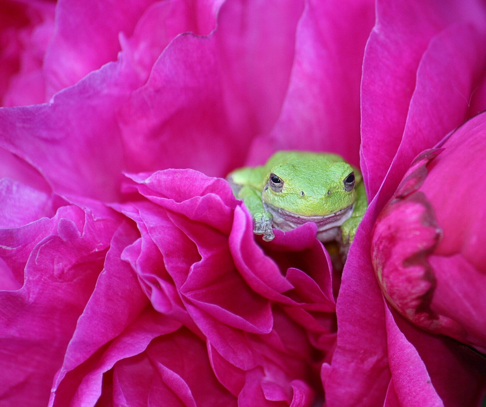 Canon EOS 20D sample photo. Amphibian, animal, green photography