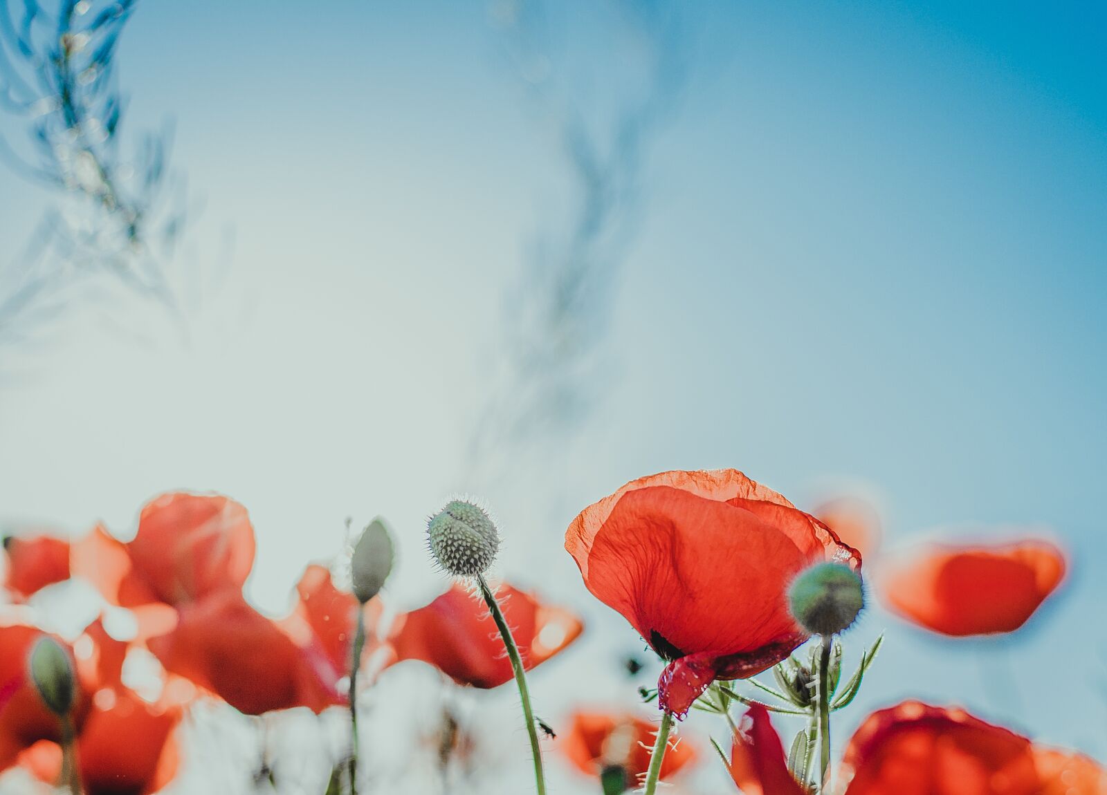 Nikon D7000 sample photo. Flower, nature, poppy photography