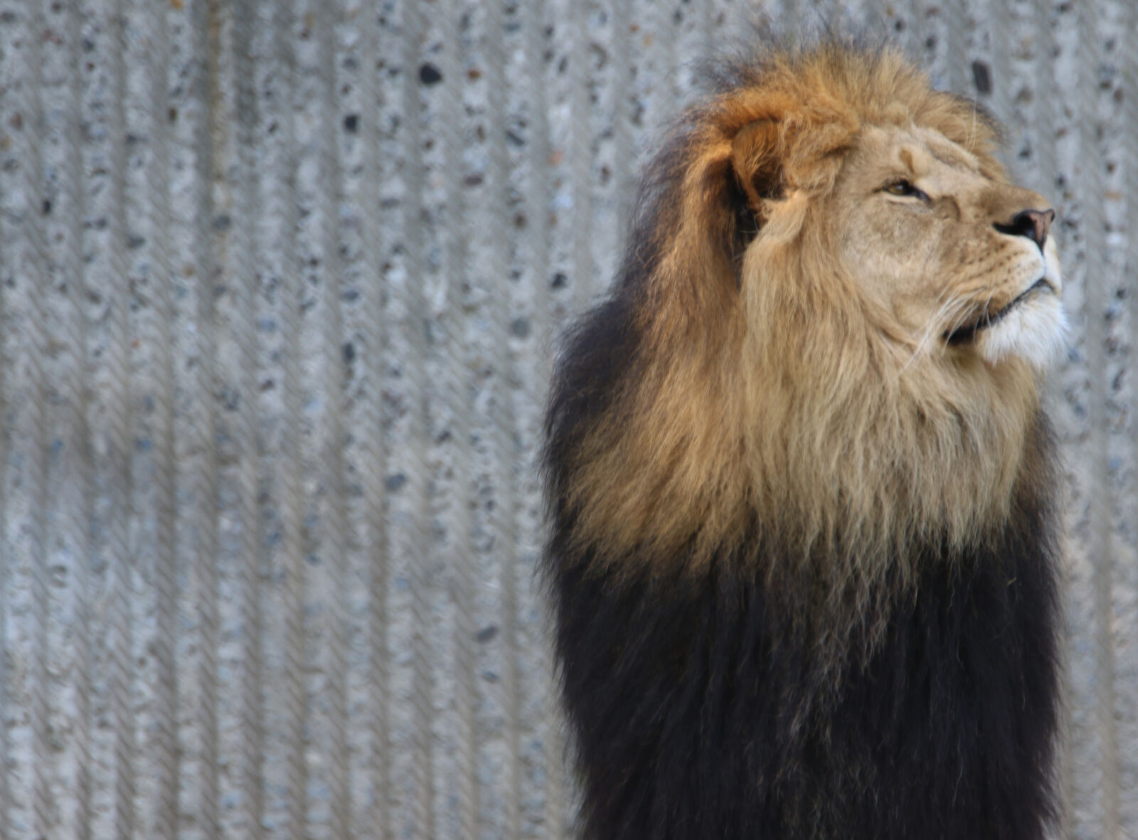 Canon EOS 7D Mark II sample photo. Animal, brown, fur, king photography