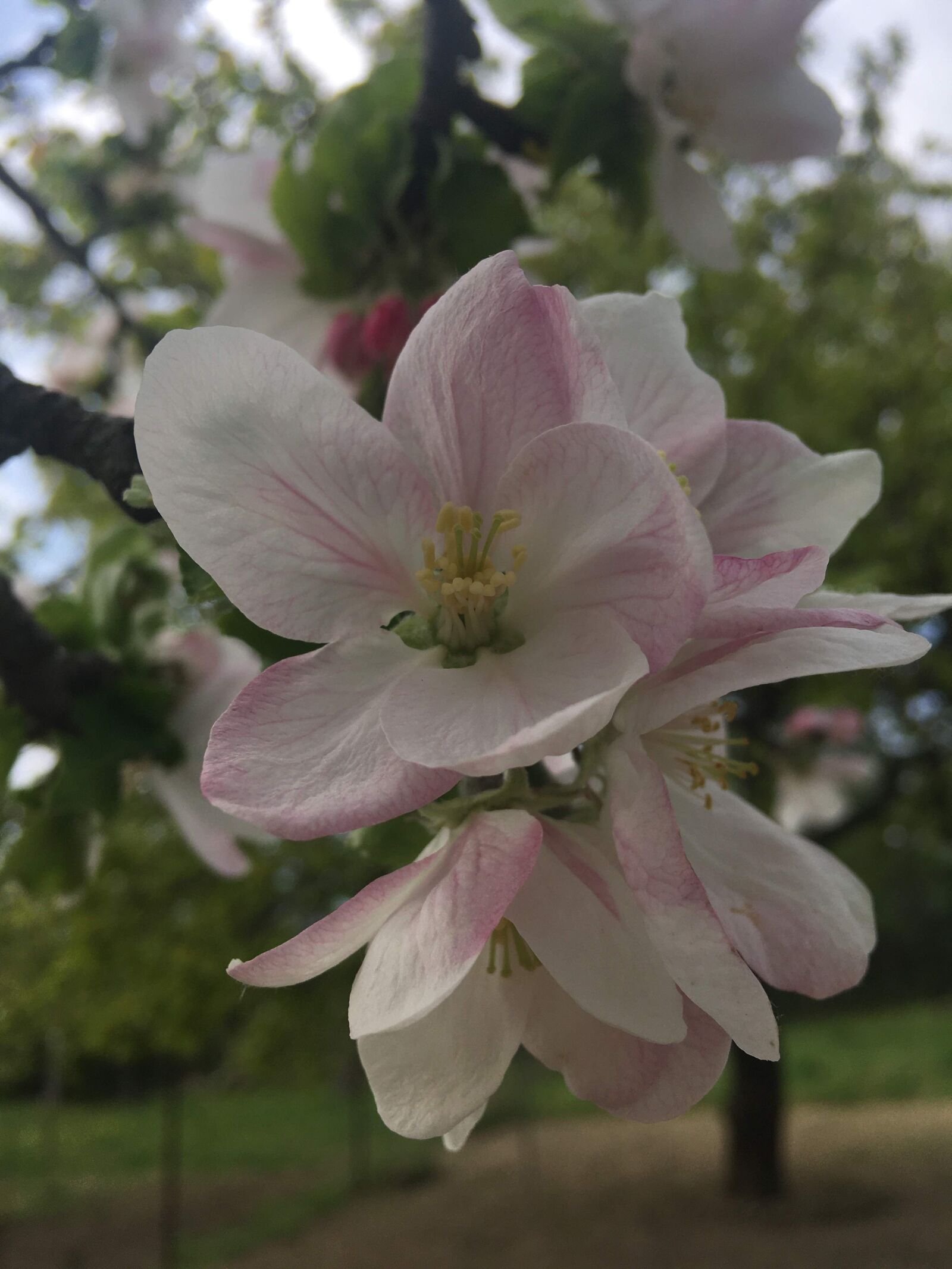 iPhone SE back camera 4.15mm f/2.2 sample photo. Pink, green, may photography
