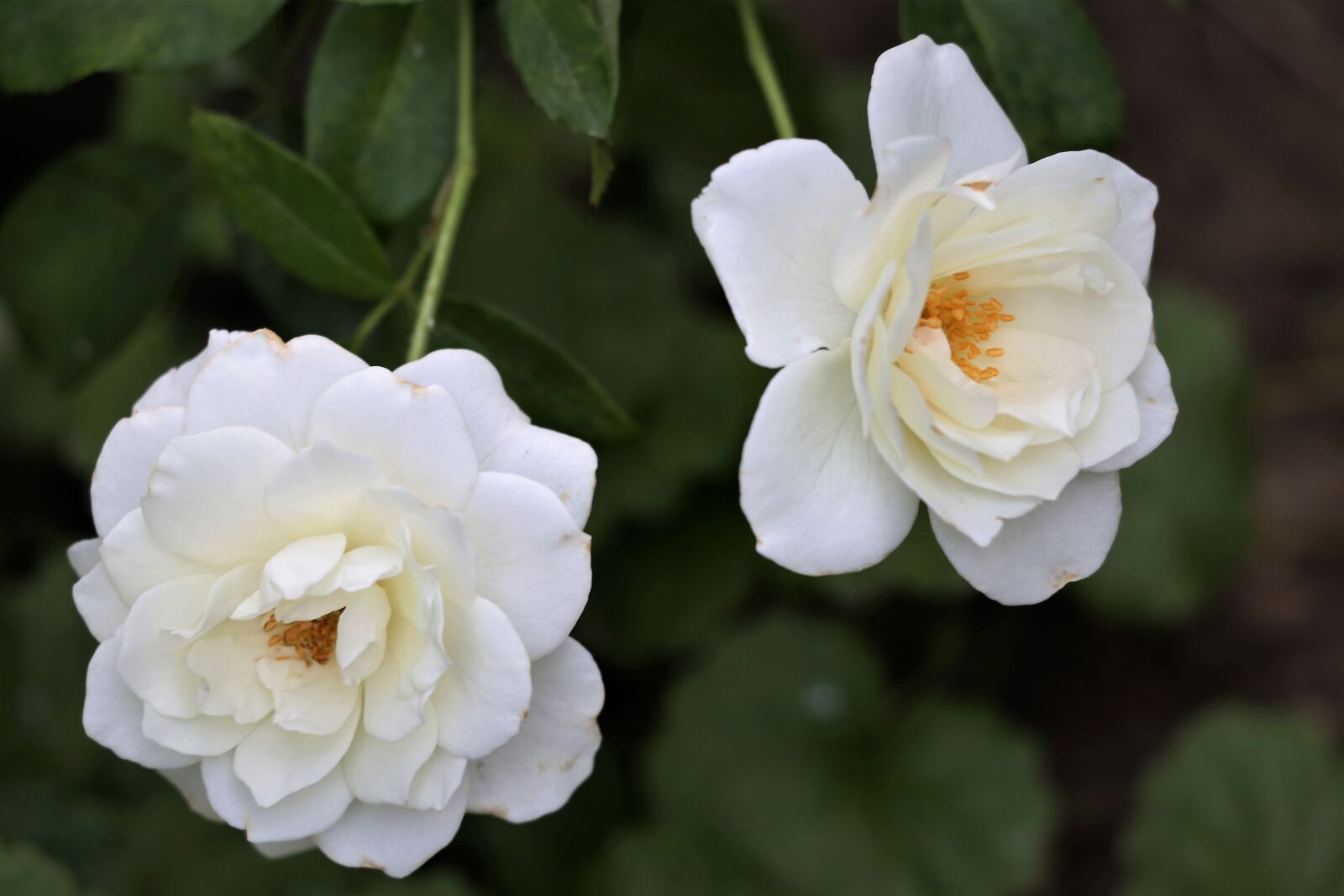 Canon EF 70-300 F4-5.6 IS II USM sample photo. White roses snow queen photography