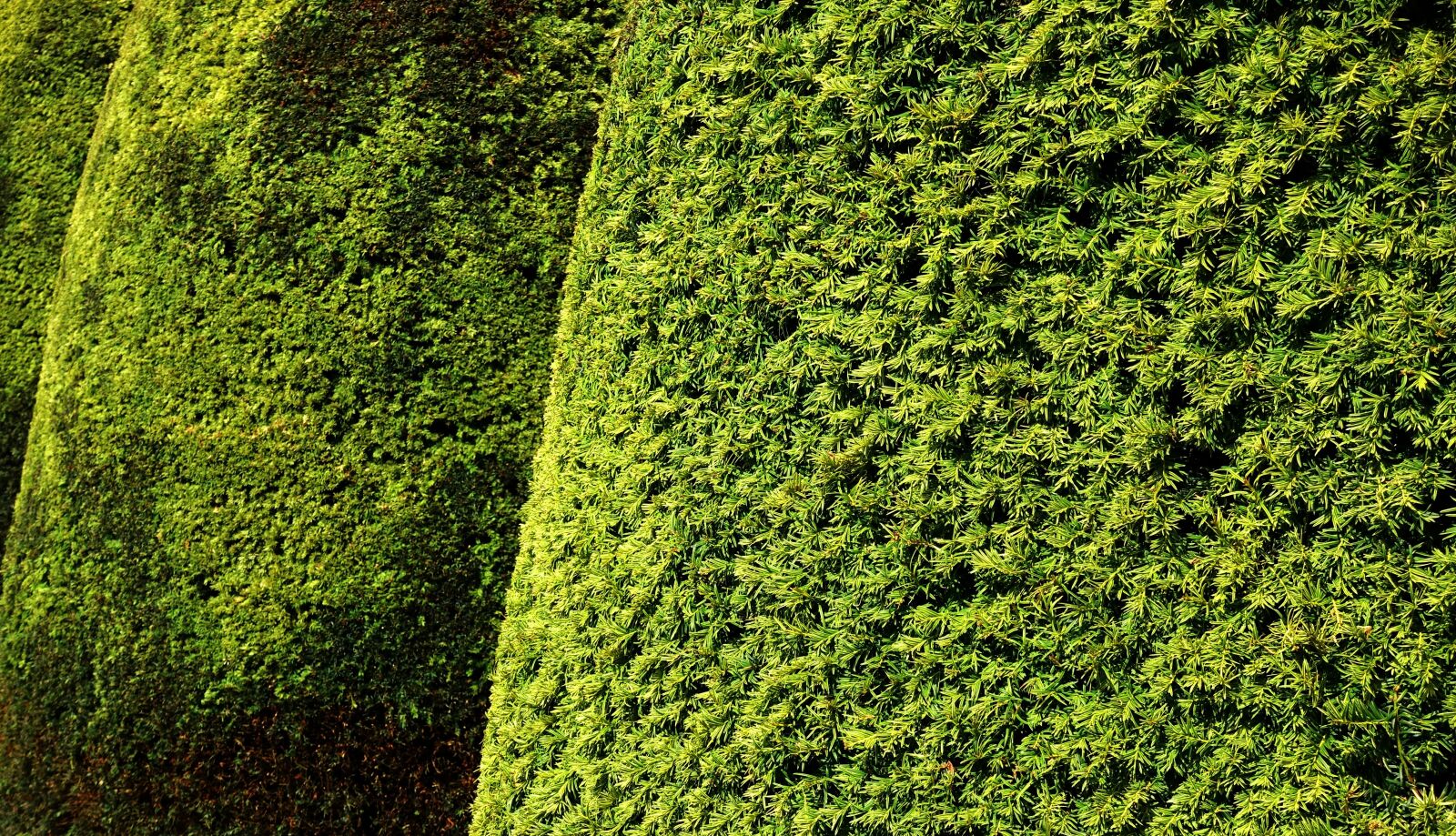 Sony DSC-RX100M5 sample photo. Hedge, topiary, yew photography