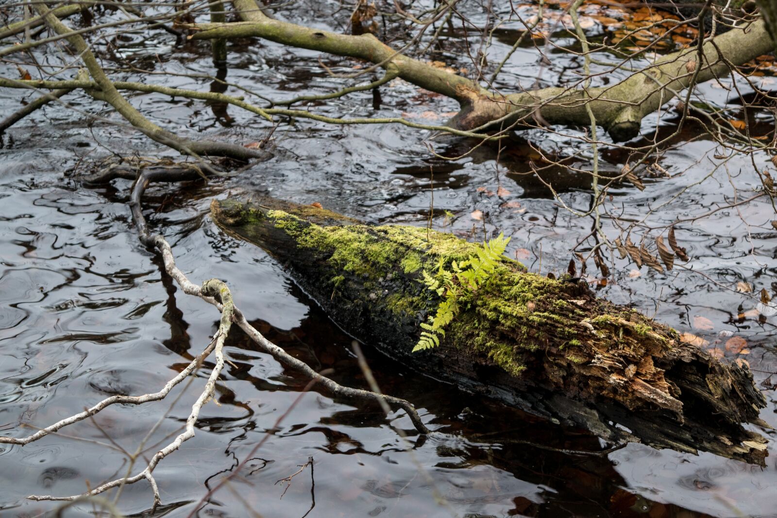 Nikon D5300 sample photo. Tree, water, fern photography