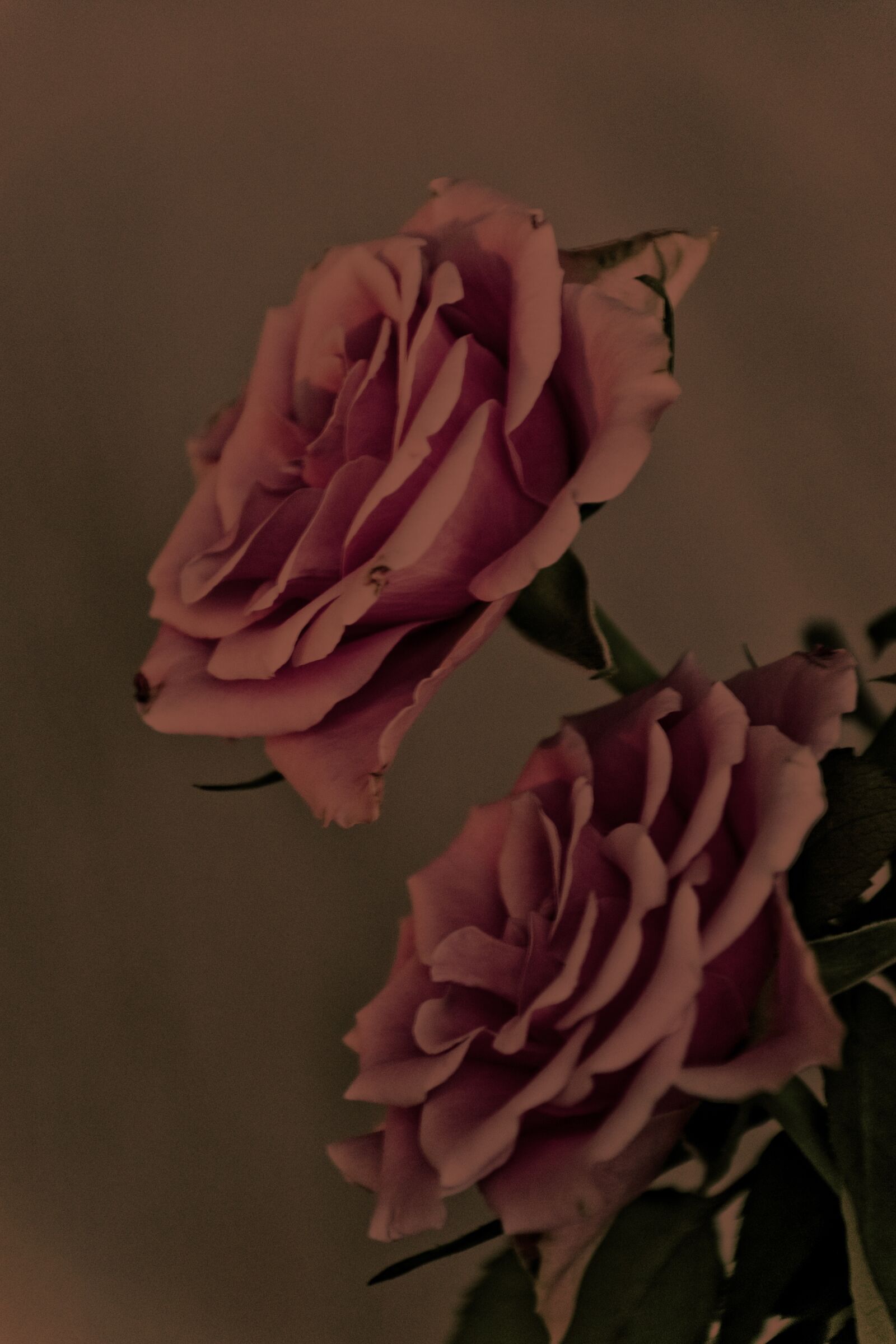 Nikon D3300 sample photo. Rose, old, vintage photography